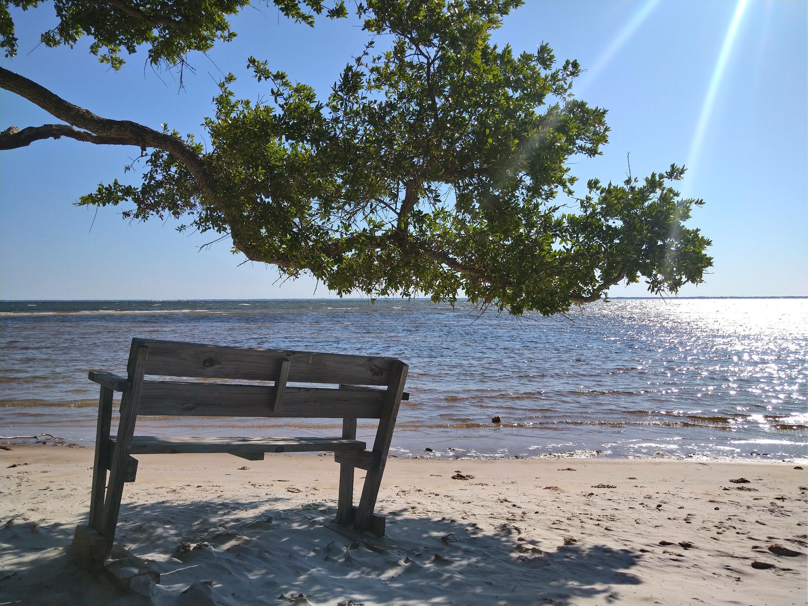 A view of the Maritime Hammock Trail.