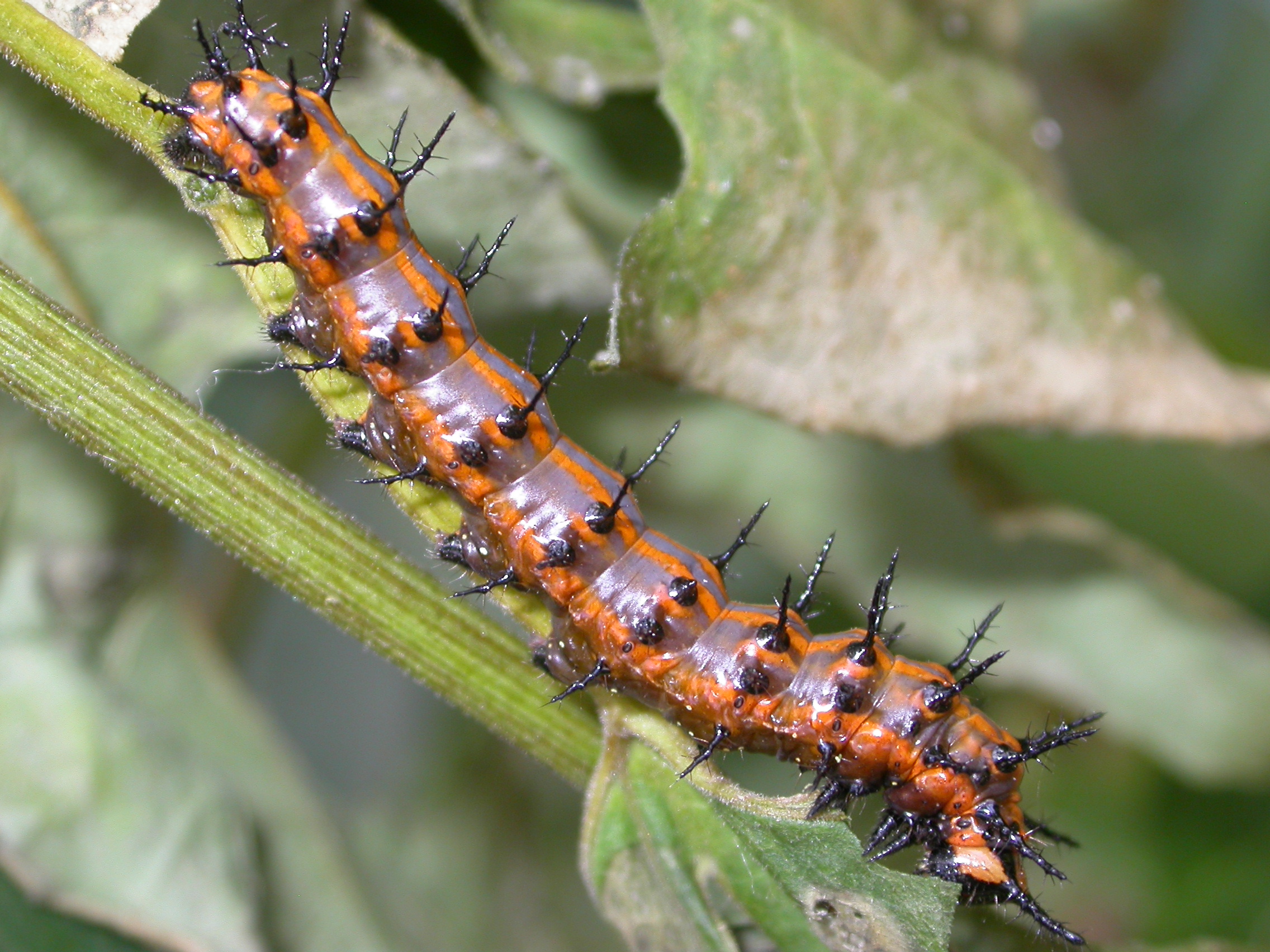 The caterpillar stage of a Gulf fritillary (Agraulis vanillae) is brilliant orange  with greenish stripes and black spines as shown here from Marjorie Harris Carr Cross Florida Greenway.