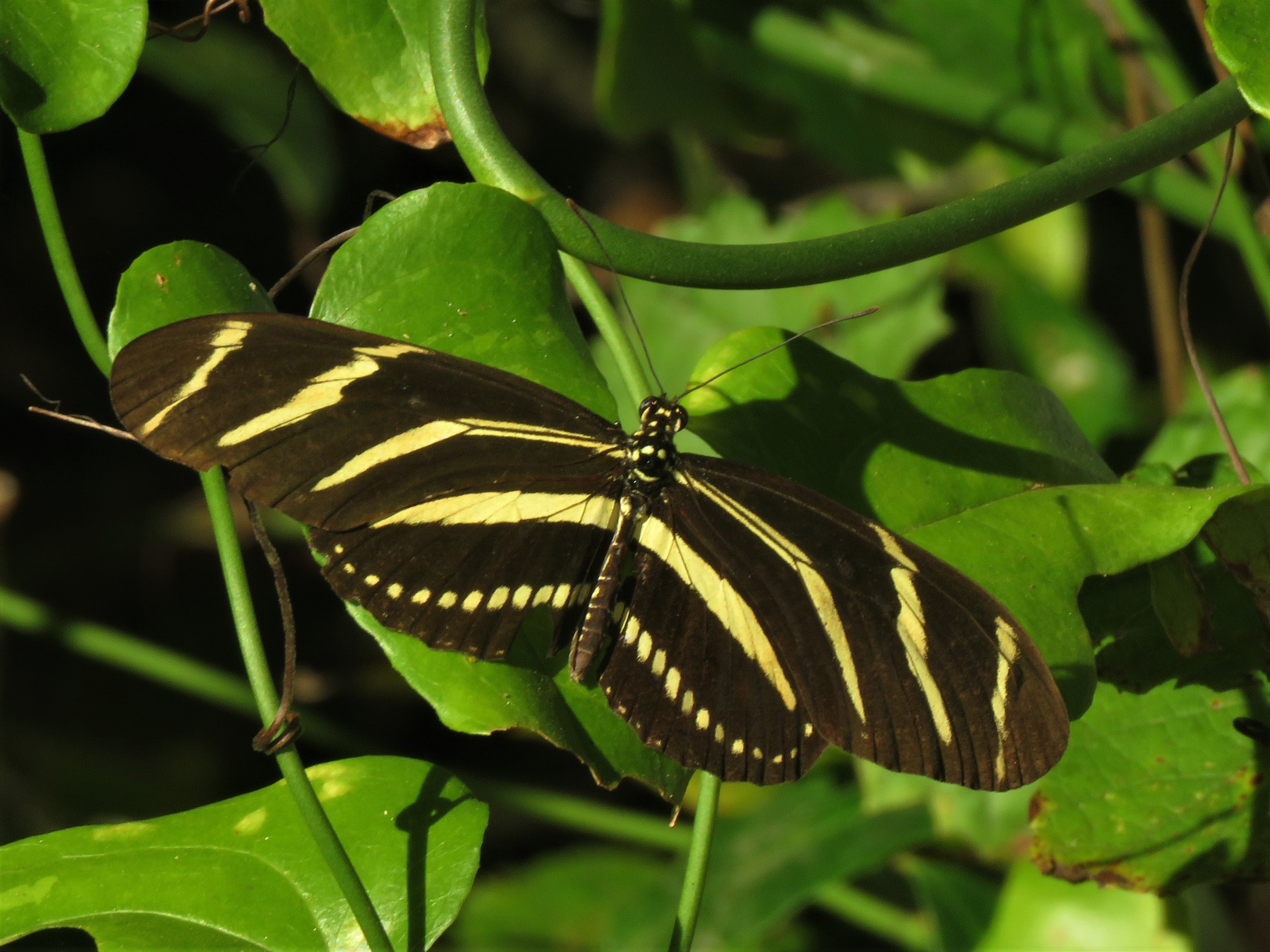 The Zebra heliconian (Heliconius charitonius) is Florida’s state butterfly.