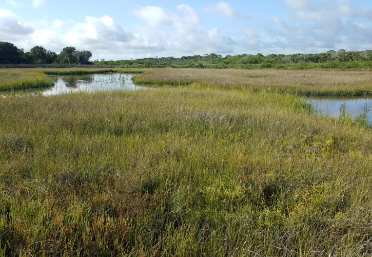 Final stage of marsh restoration