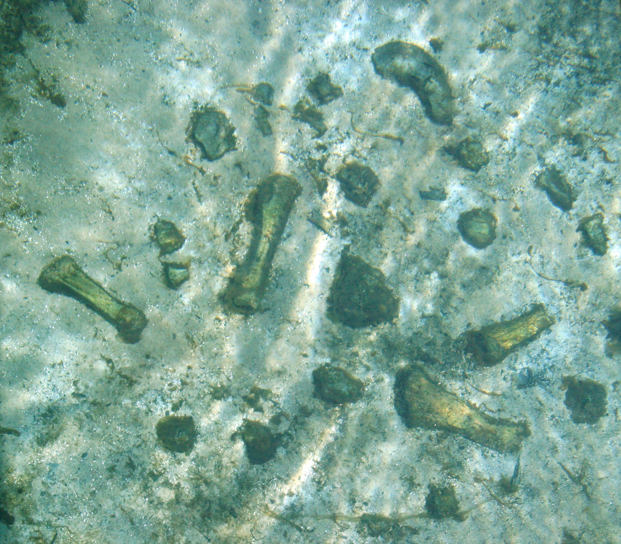 Mastodon bones in Wakulla Spring