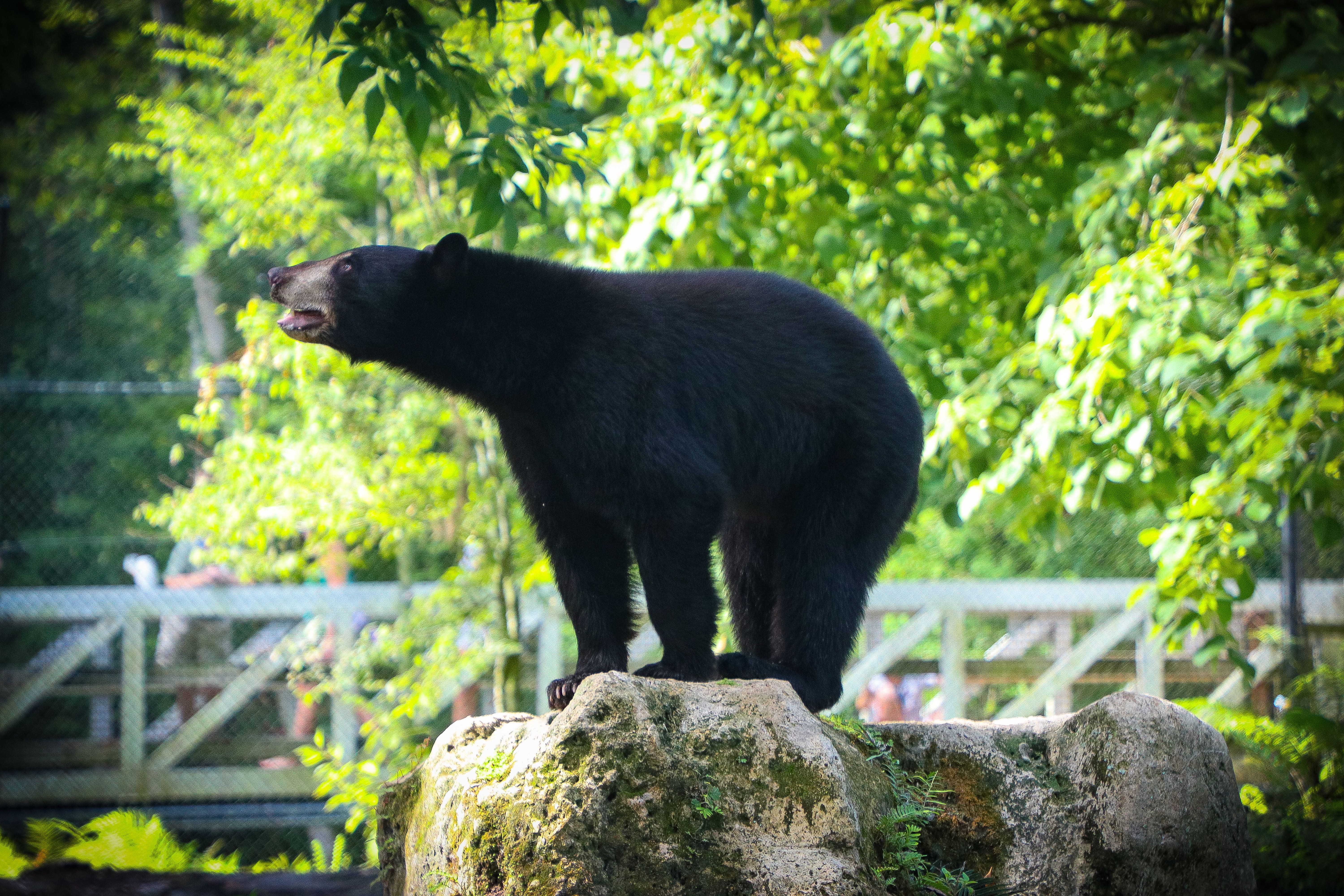 Maximus the Florida black bear stands on a rock.