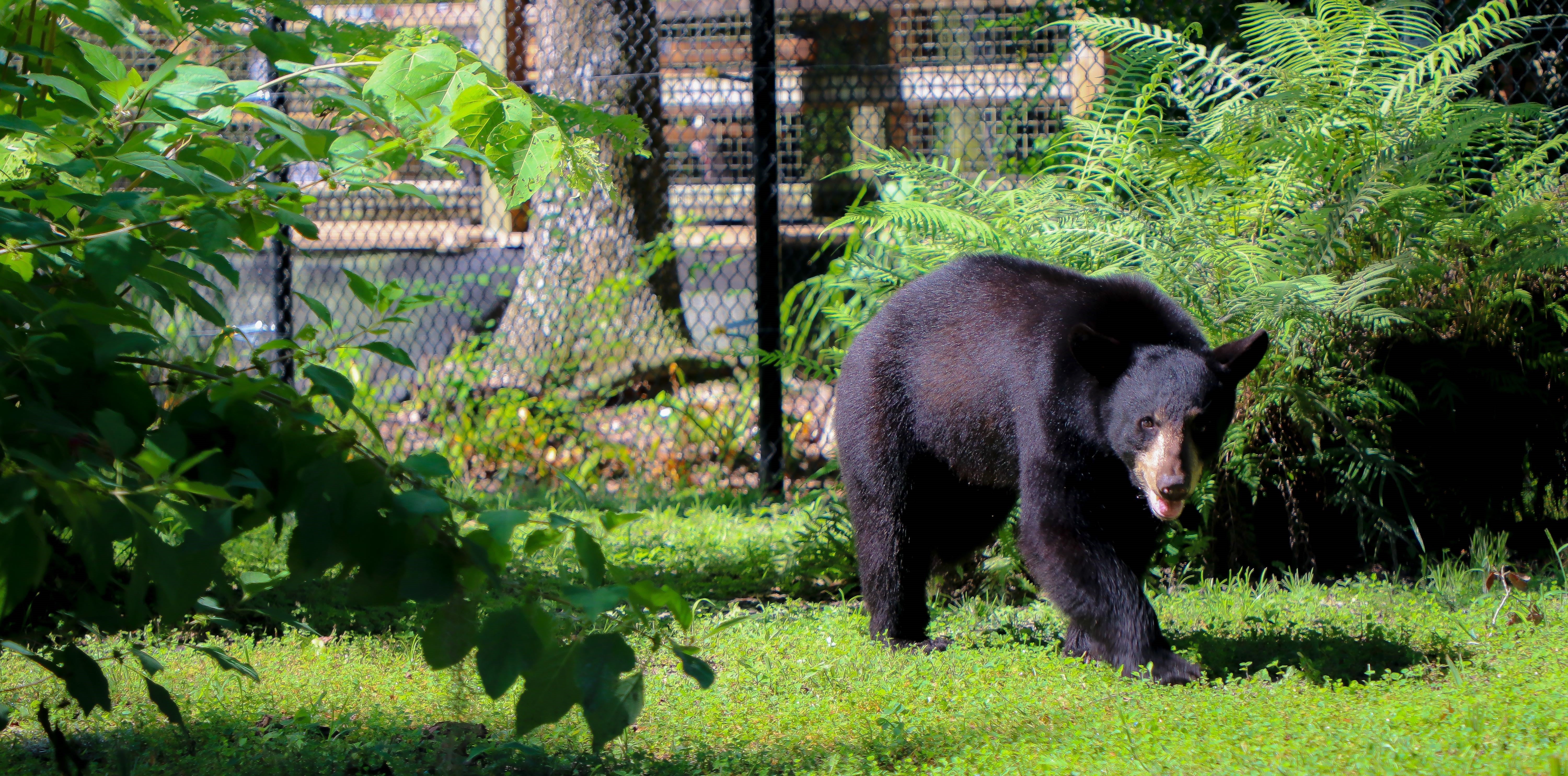 Maximus the Bear Grows Up