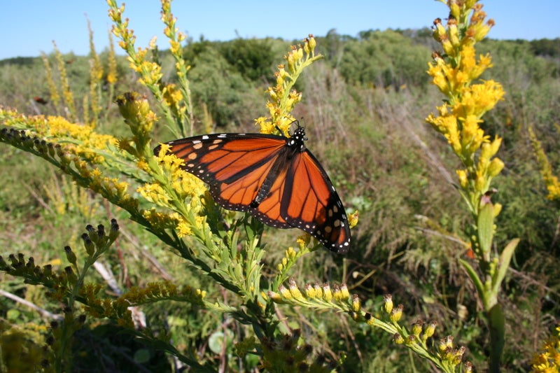 an orange butterfly with white spots and black trim perches on a yellow flower