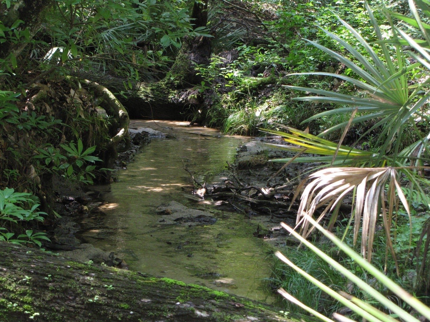 Moonshine Creek