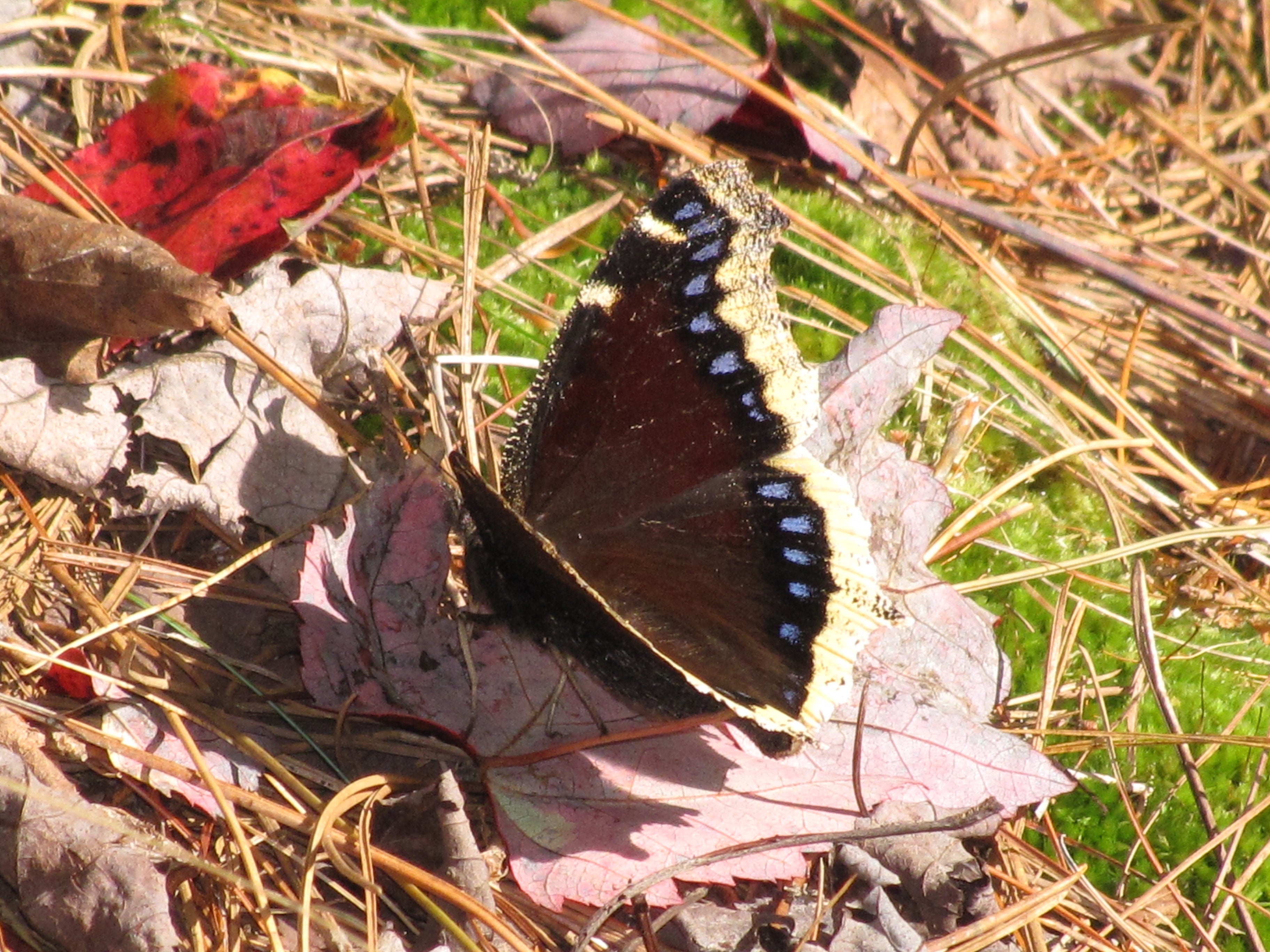 Mourning cloak can be observed at Paynes Prairie Preserve State Park, Little Talbot Island State Park and Big Talbot Island State Park.