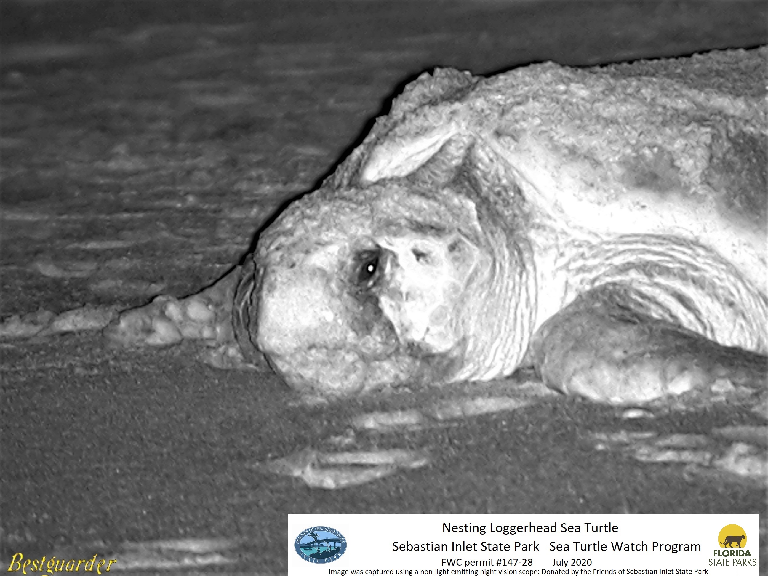 Black and white photo of a Nesting Loggerhead Sea Turtle 