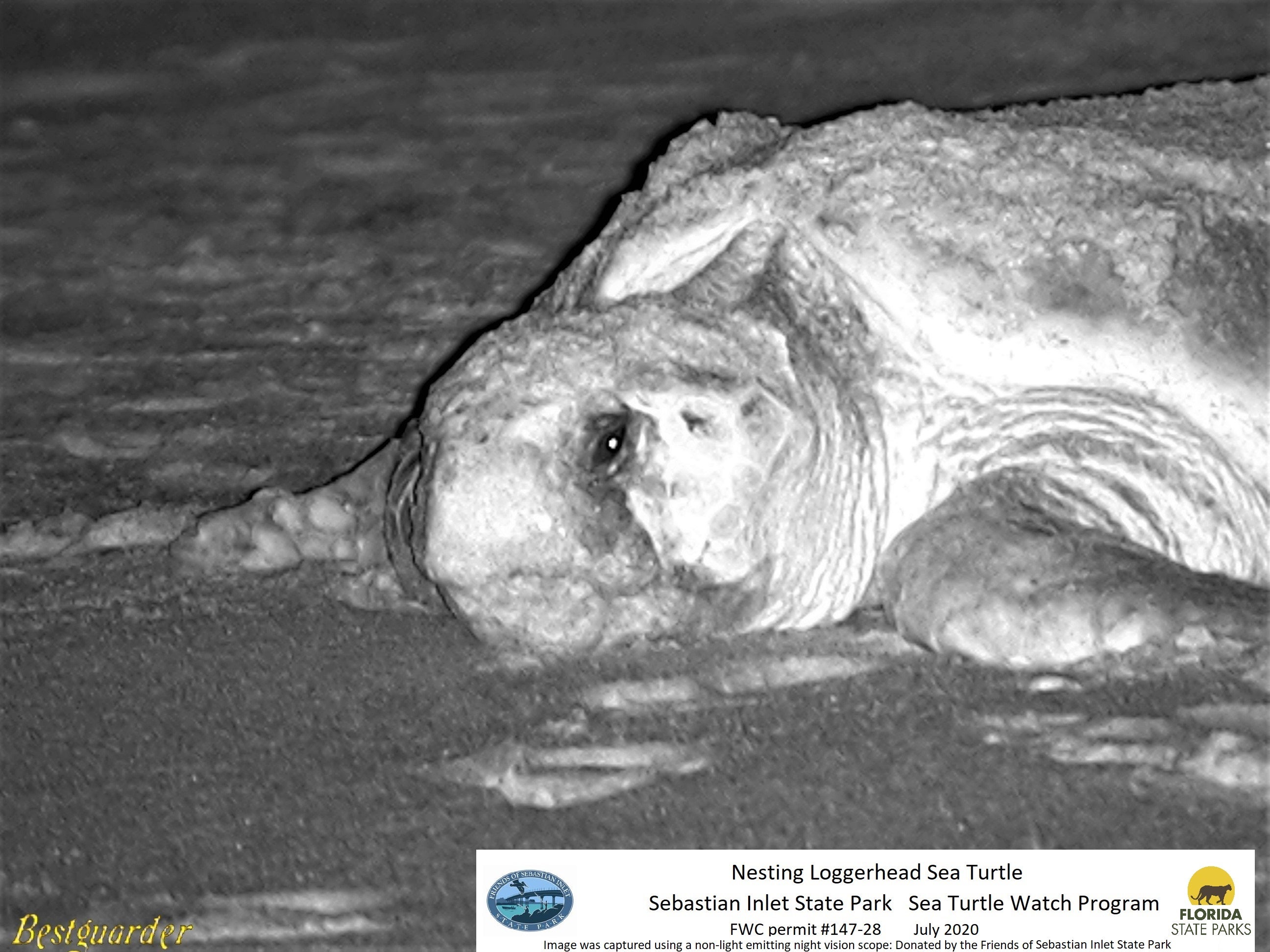 Black and white photo of a Nesting Loggerhead Sea Turtle