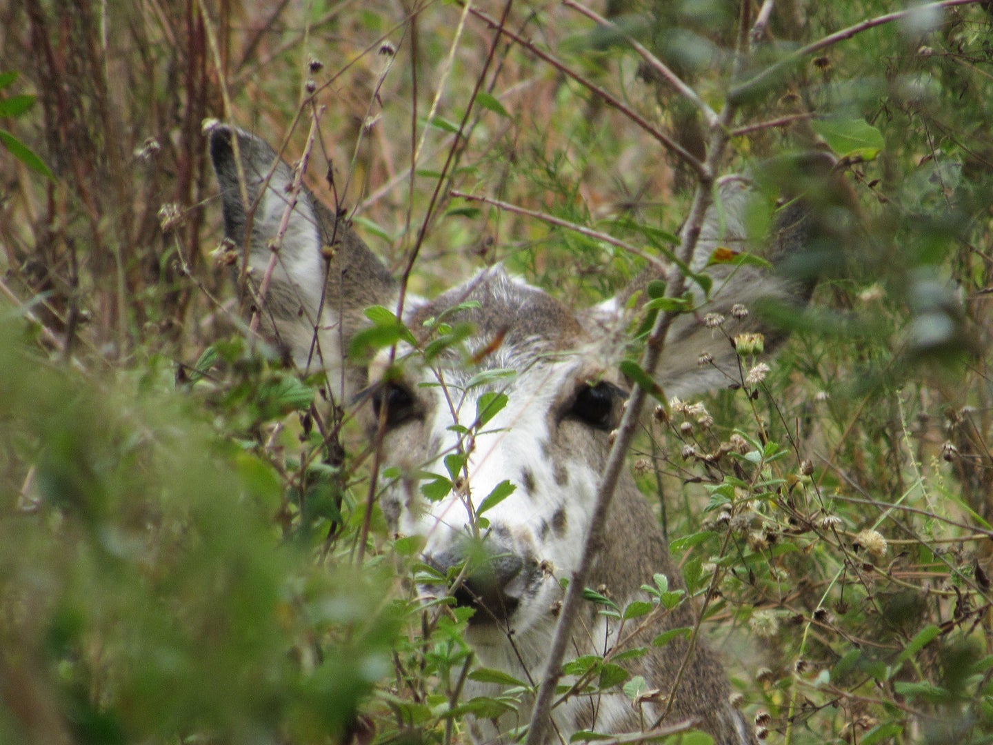 Deer at O'Leno