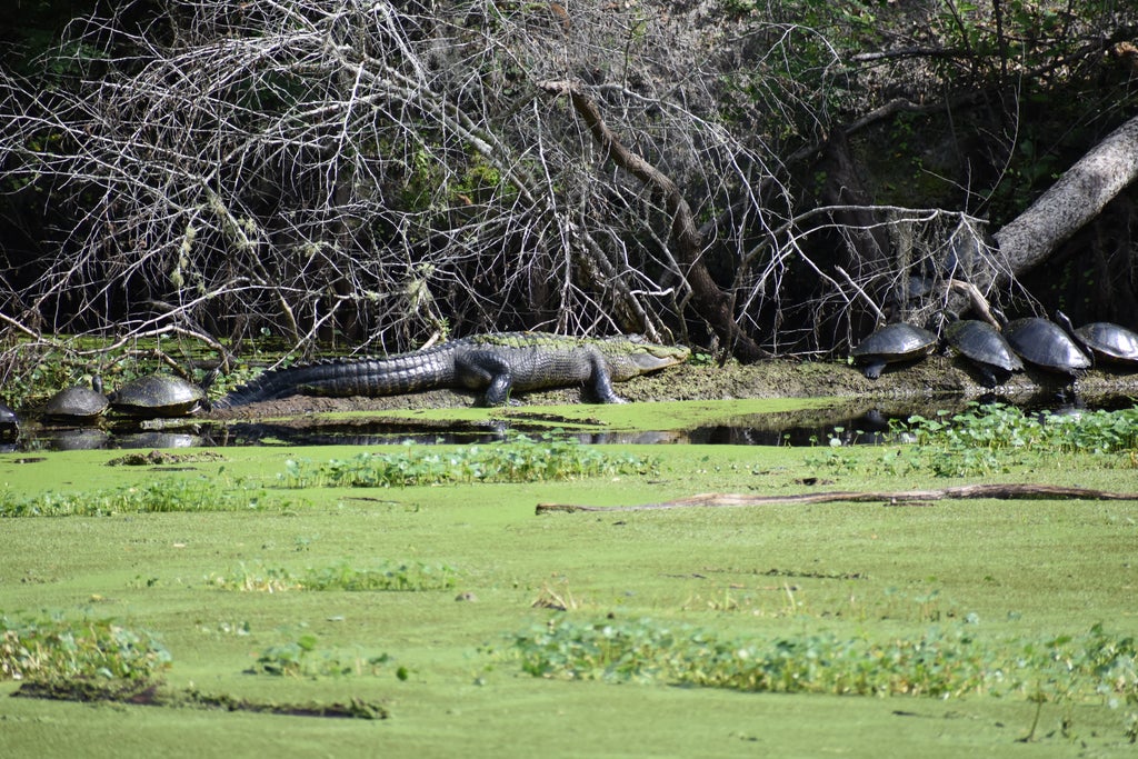 O'Leno Alligator and Turtles basking