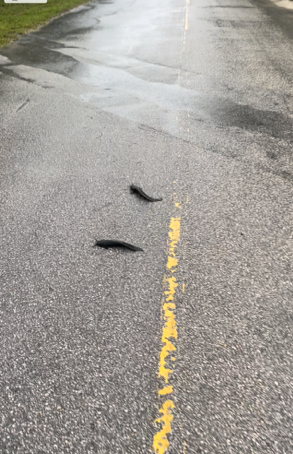 Walking catfish crossing the road at Oleta River State Park.