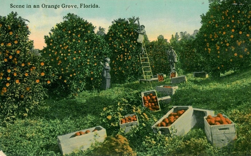 Postcard of Orange Grove, FL