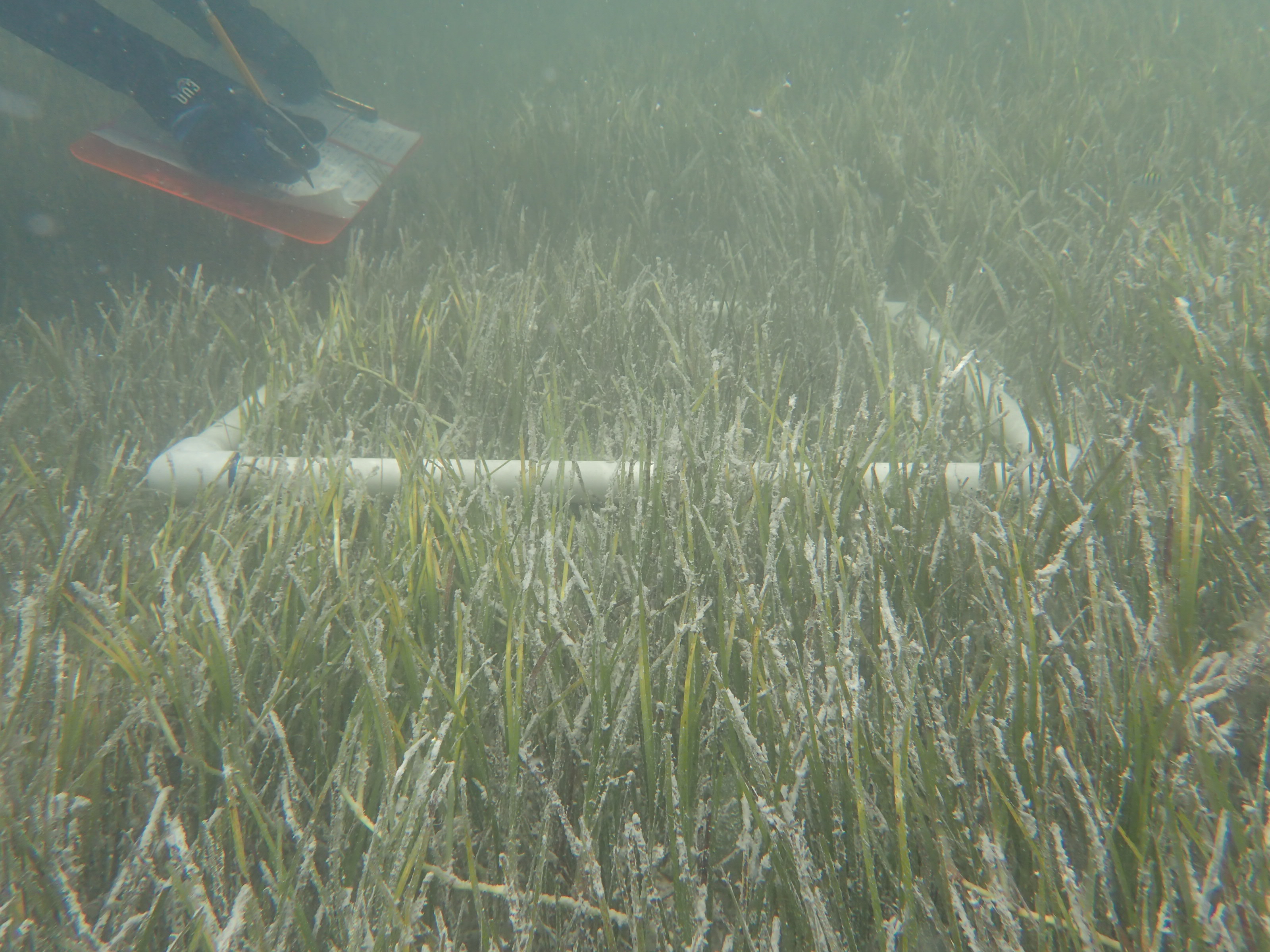 Biologist monitors the restoration site