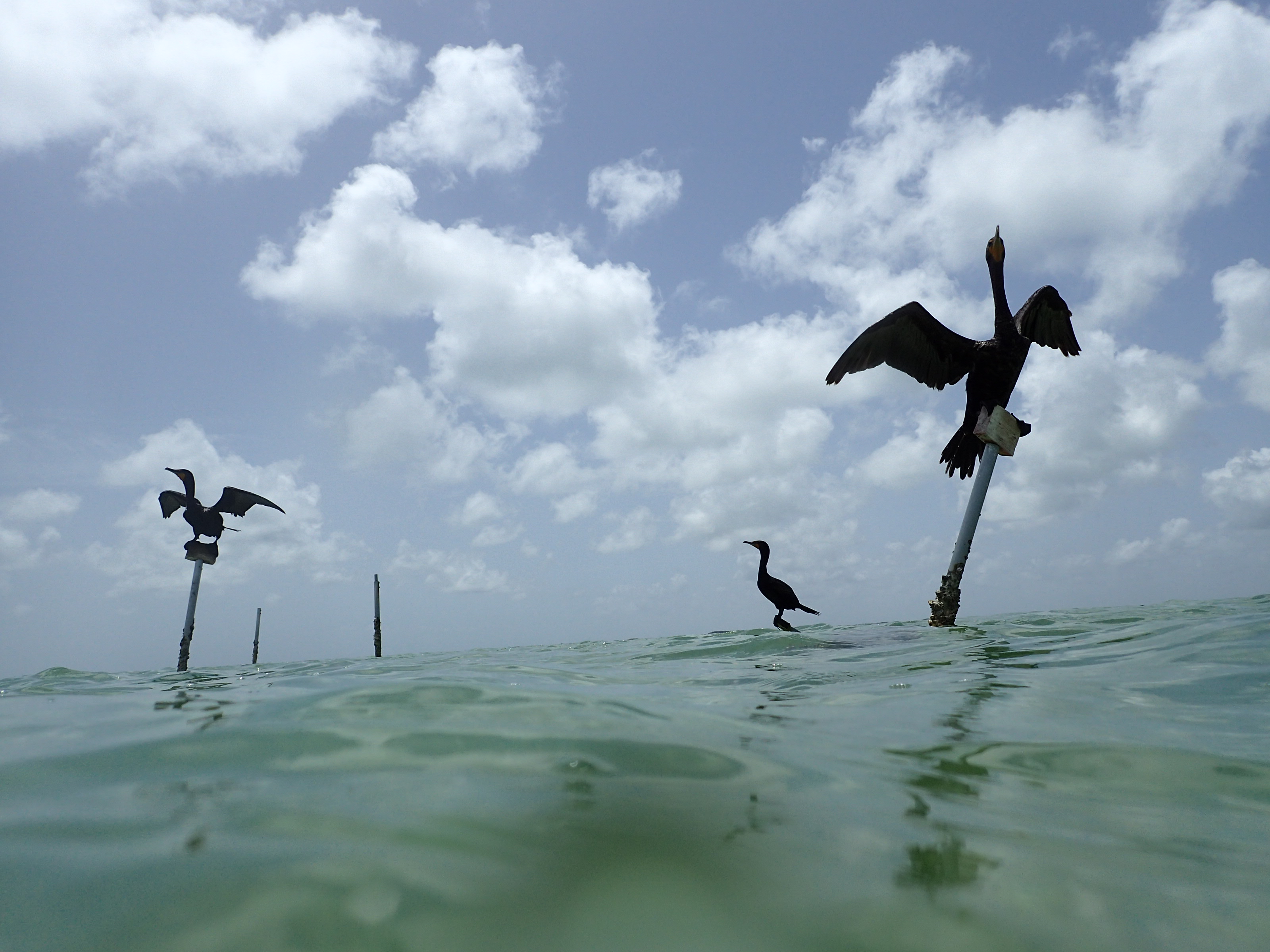 Cormorants sit on the birds stakes at a seagrass restoration site.