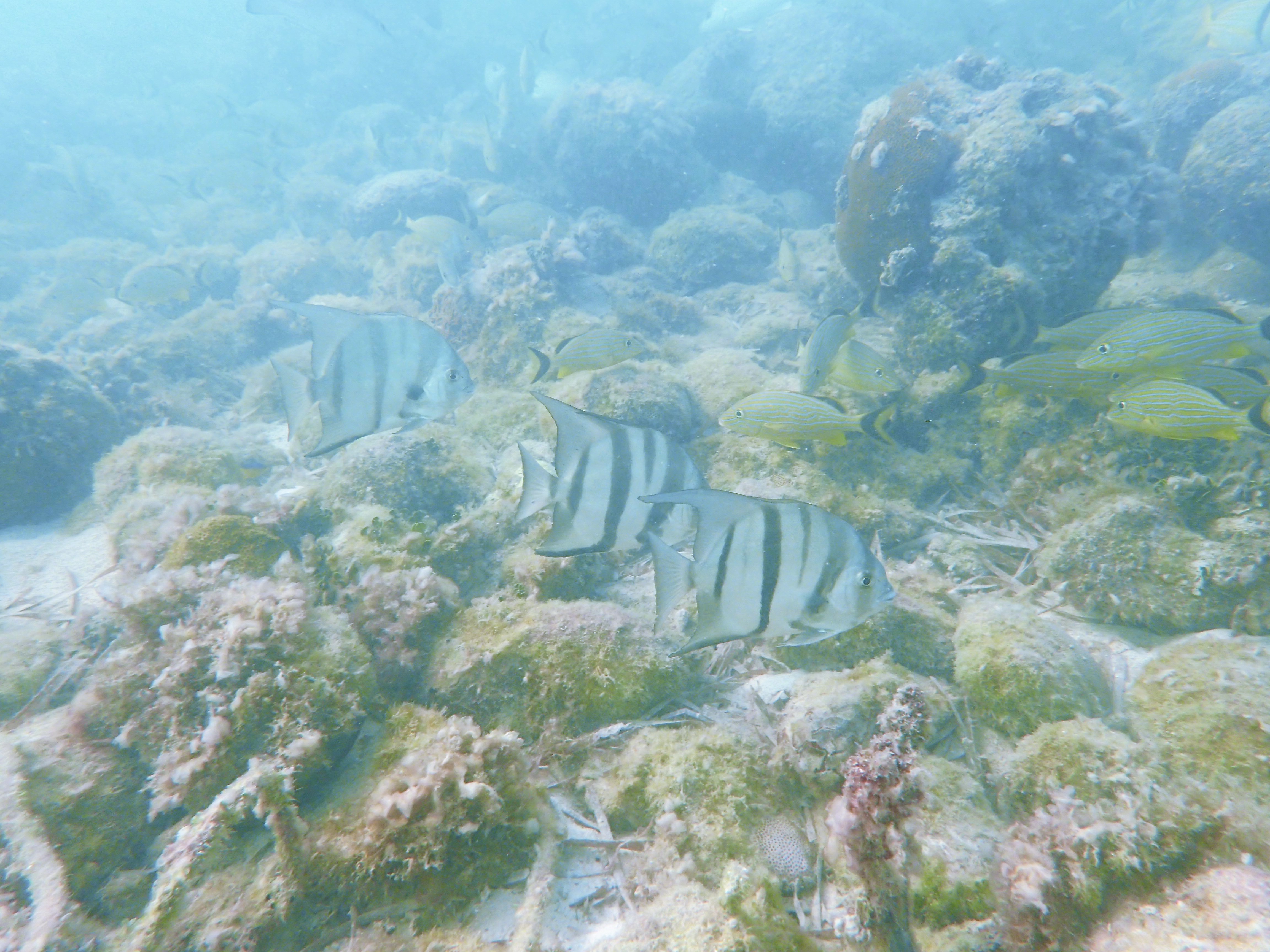 Spadefish at the San Pedro