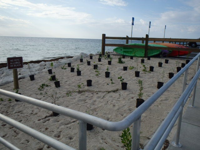 A view of the plants in the nursery.