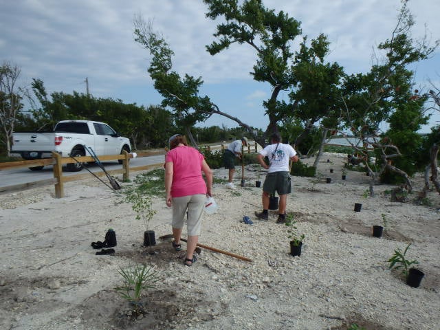 A group of volunteers working in the nursery.