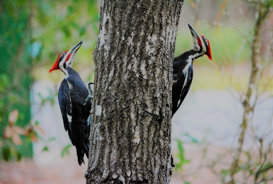 Pileated woodpeckers perched on a tree