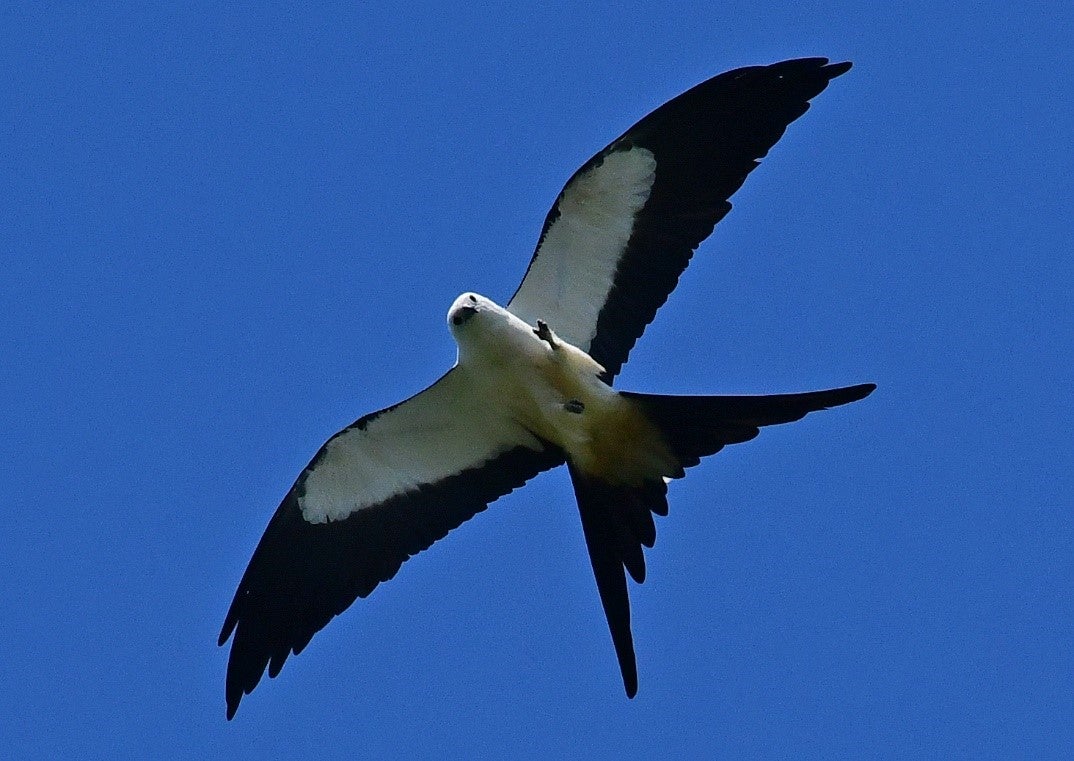 Swallow-tailed kite