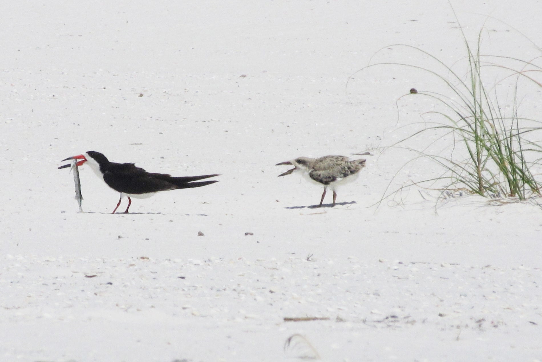 Shore birds at Perdido Key