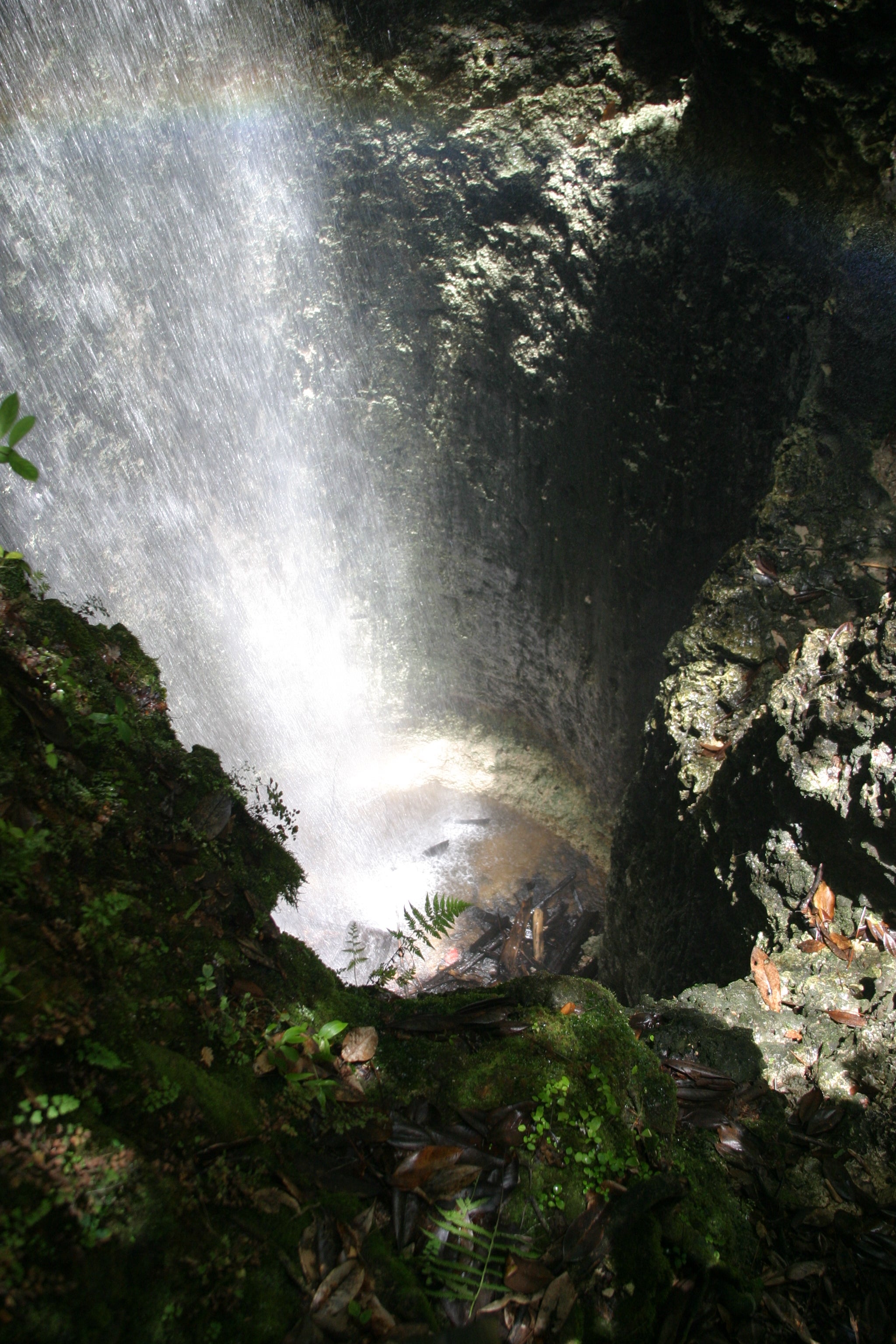 Limestone exposed in the walls of Falling Waters Sink