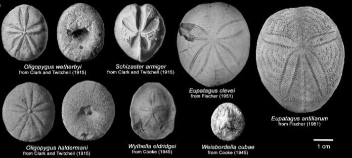 Some common fossils found in the Ocala Limestone