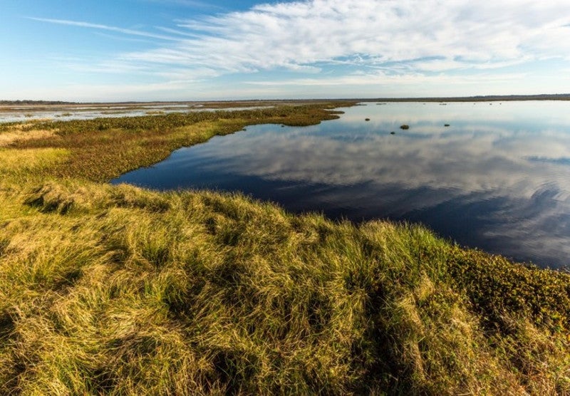 Aerial image of paynes prairie.