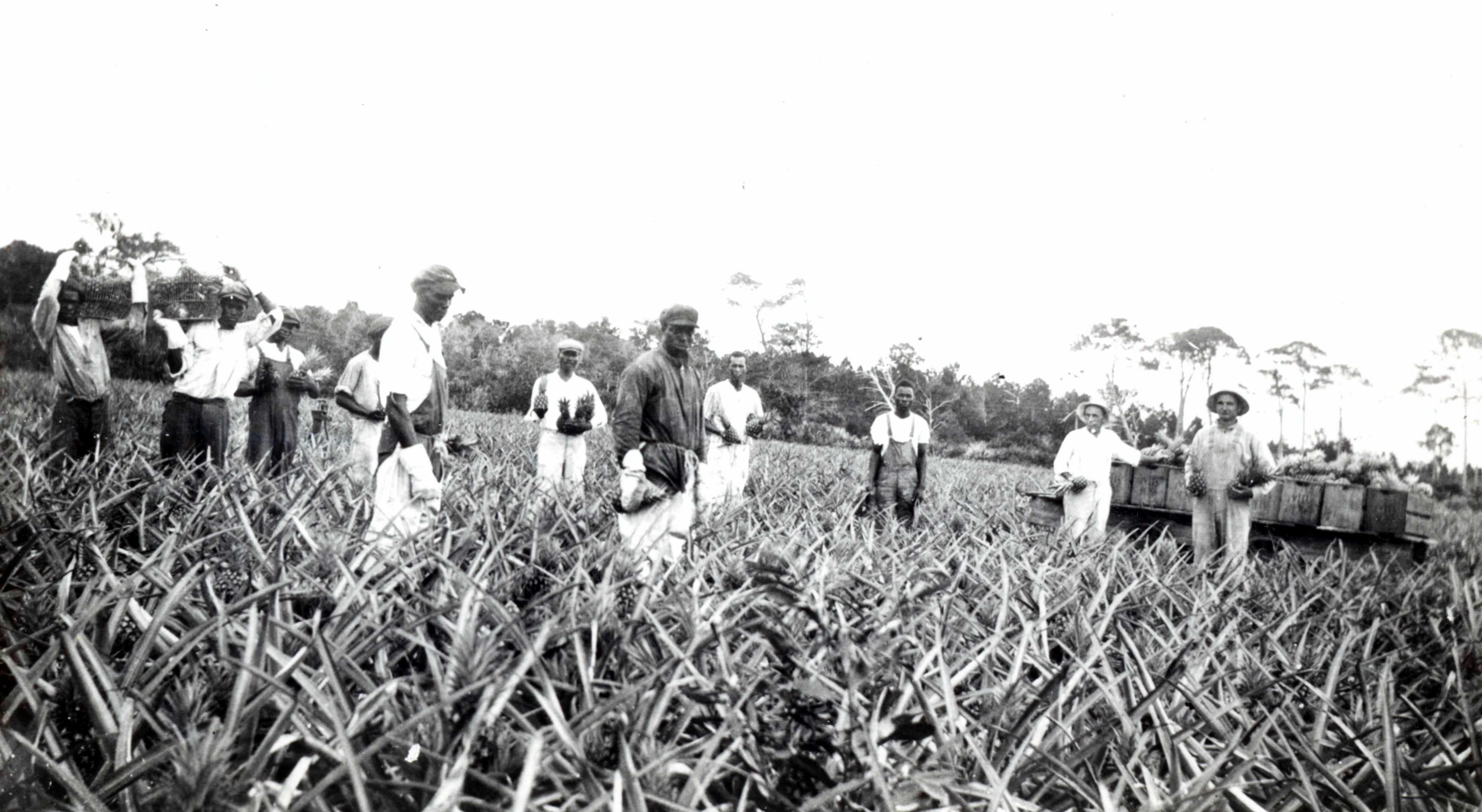 A dozen laborers picking ripe pineapples from a plantation.