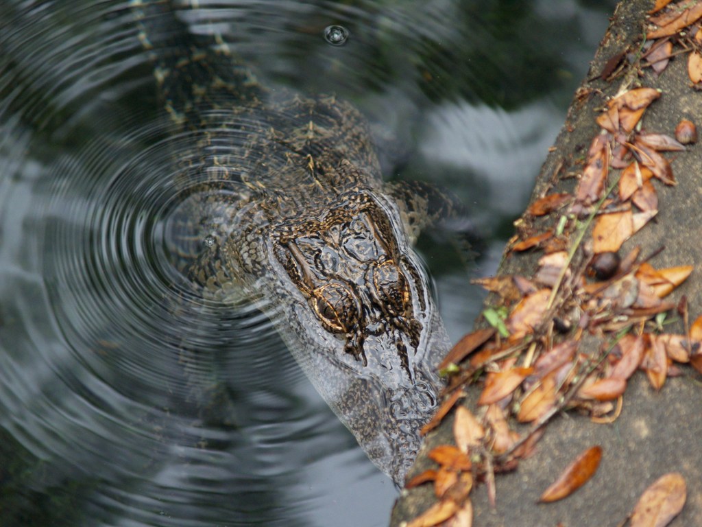 Alligator at Ponce de Leon 