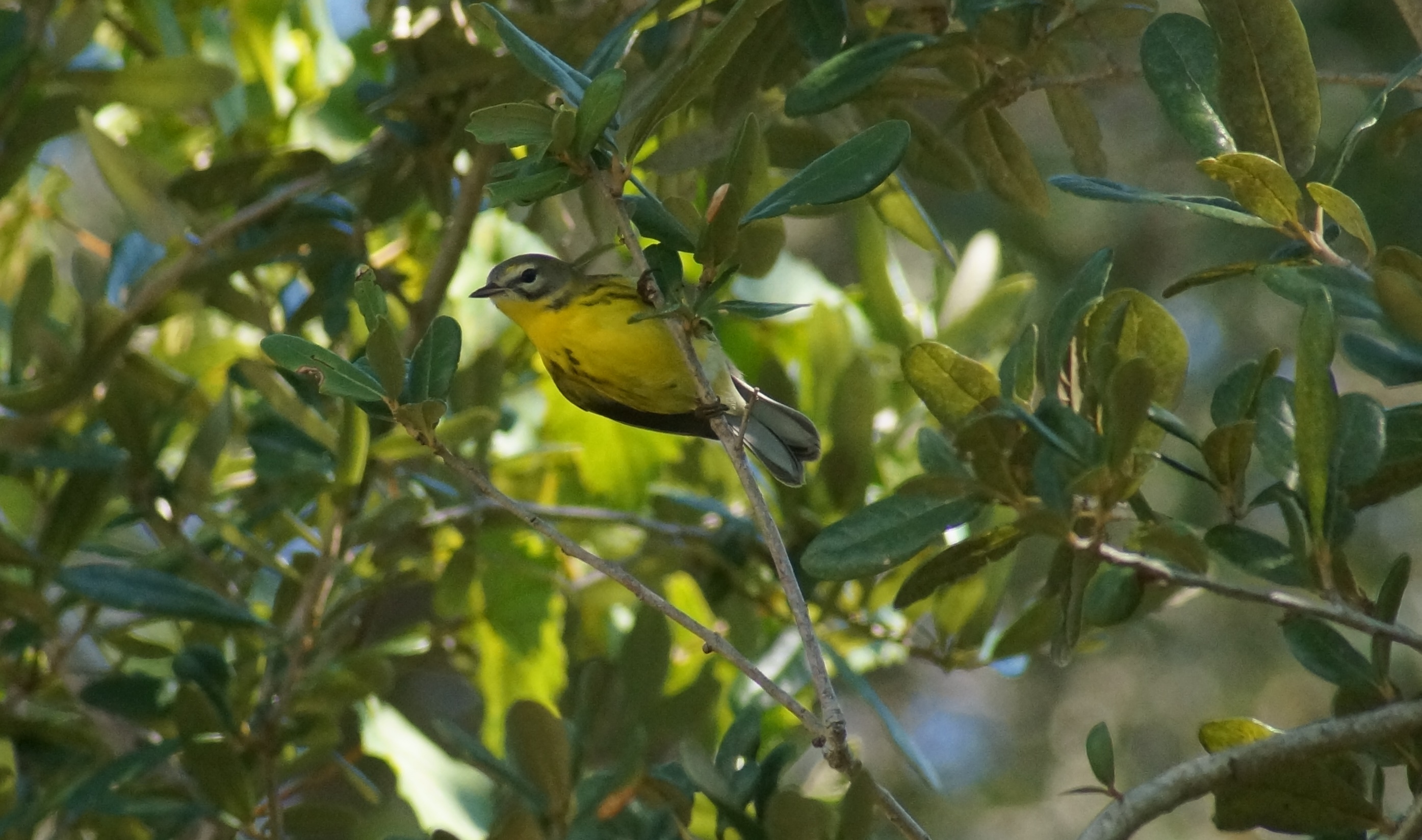 A prairie warbler surrounded by tree foliage 