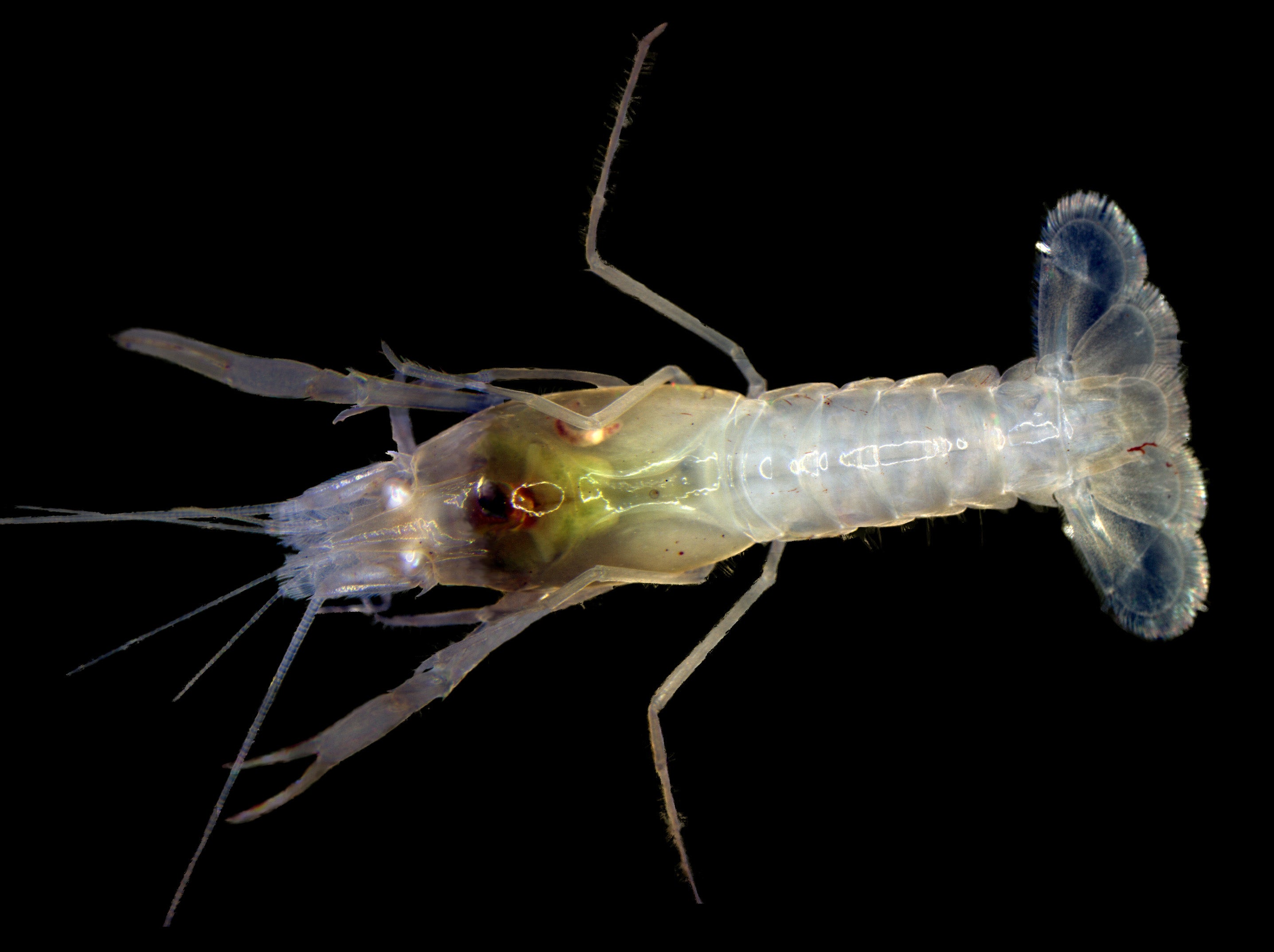 Pallid Cave Crayfish