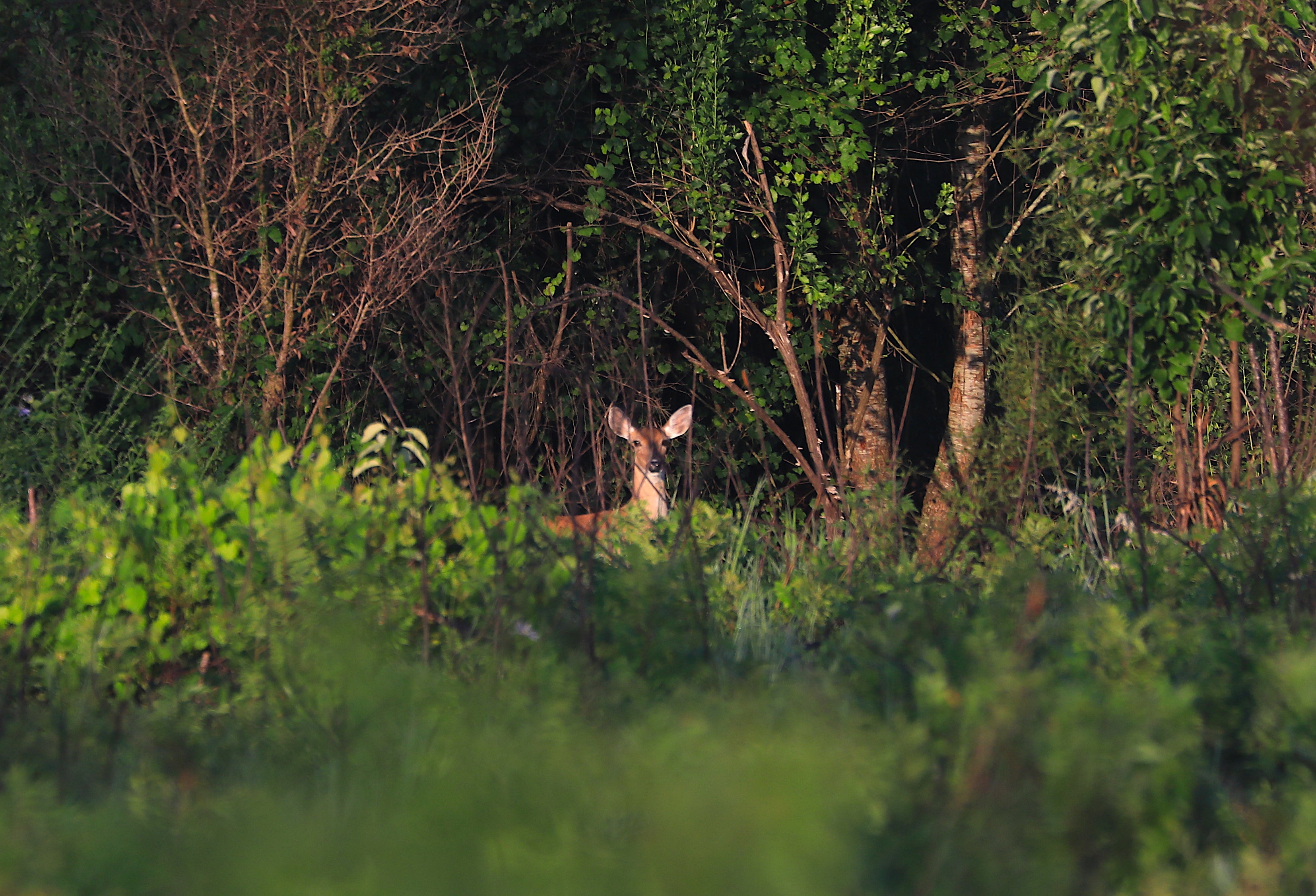 Deer on Trail at Lake Louisa