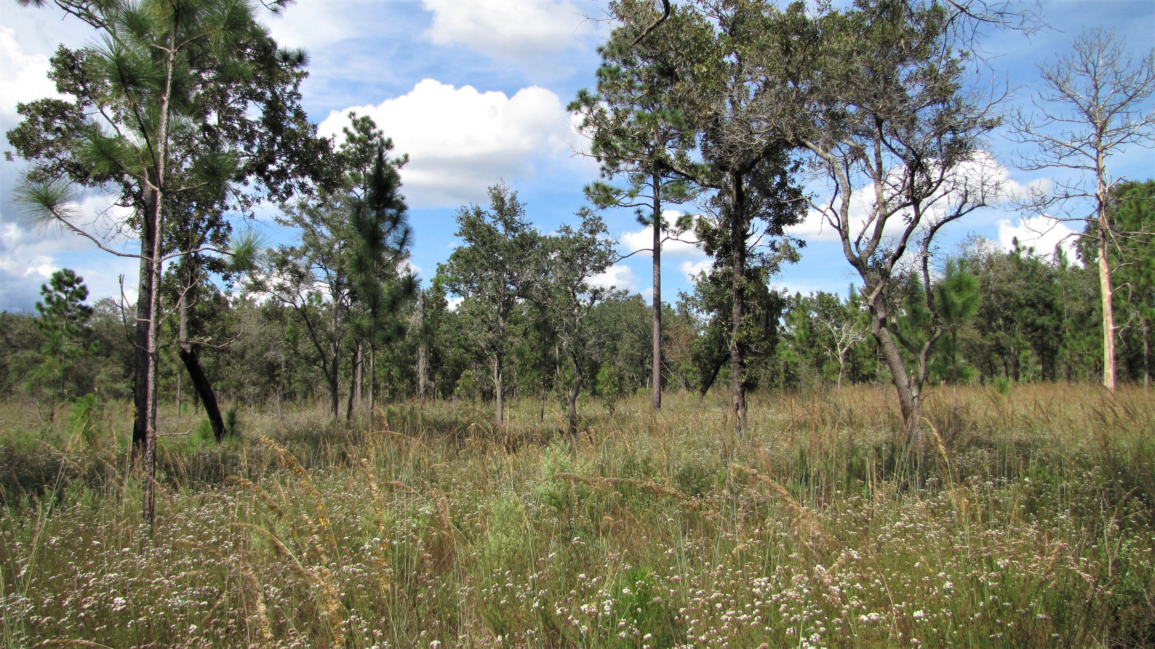 Sandhill habitat at Rainbow Springs State Park near Dunnellon, Florida.