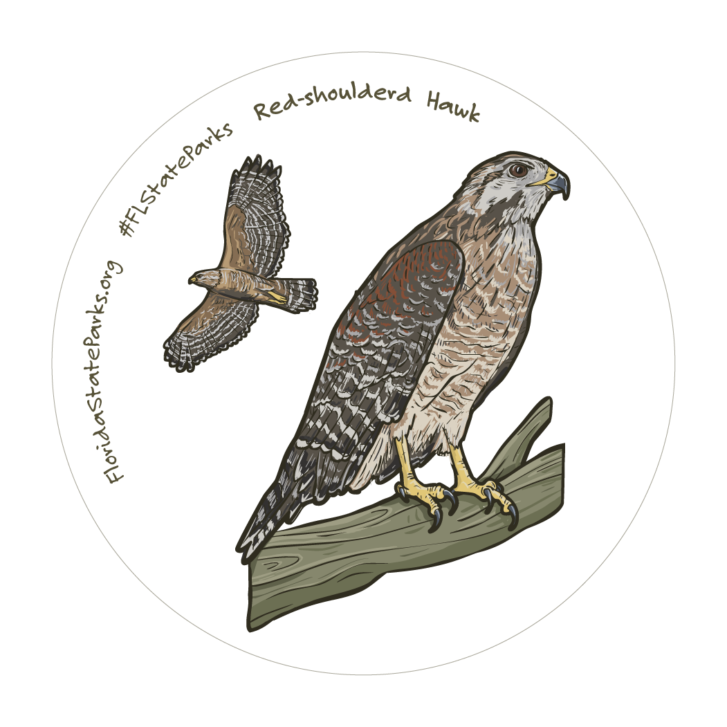 Red-Shouldered Hawk