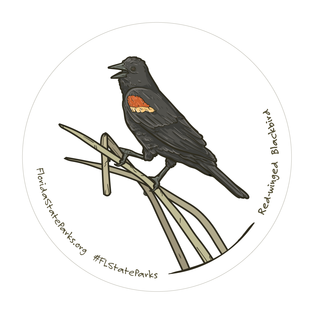 Red-Winged Blackbird