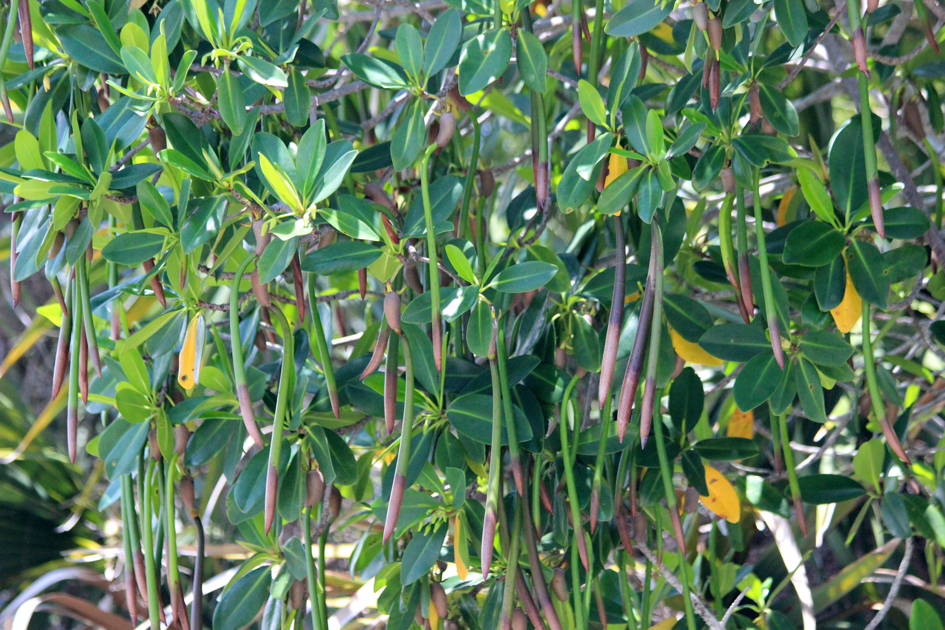 Red mangrove propagules IRL