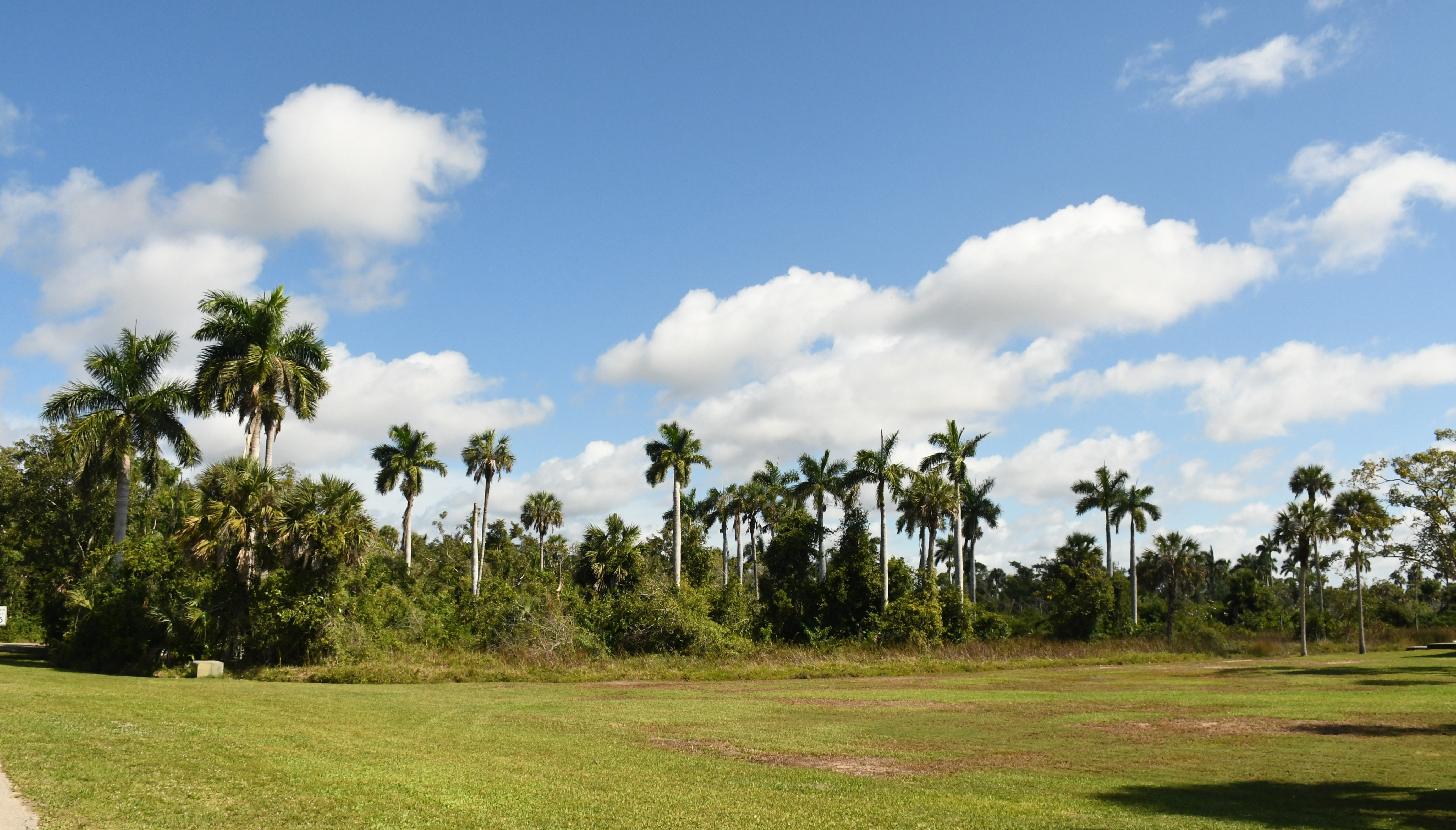 Royal Palm Hammock  Florida State Parks