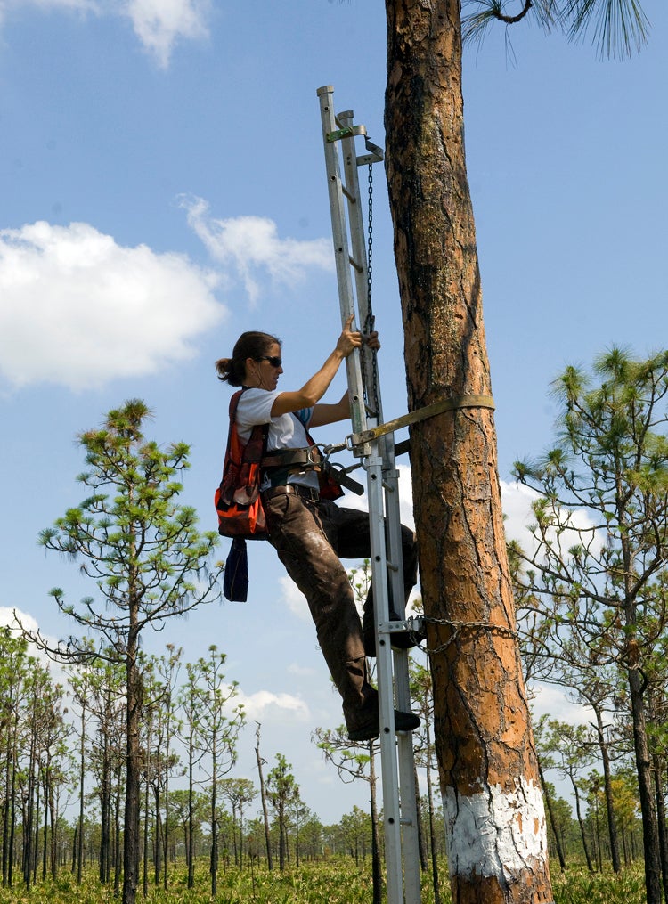 SSRPSP Environmental Specialist Sammy McGee checking a RCW cavity