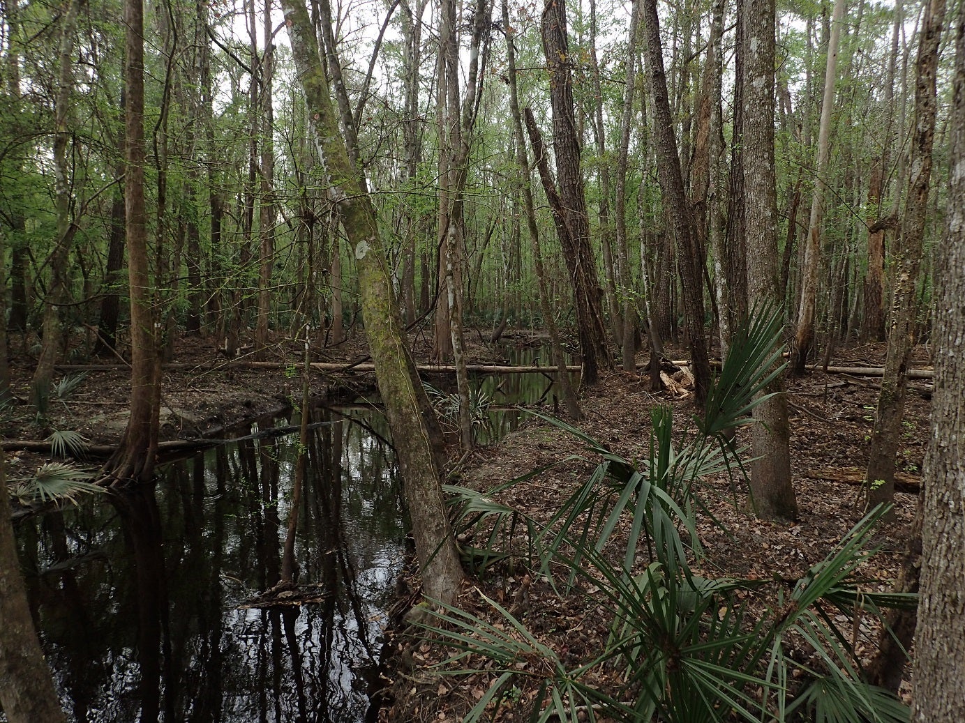 Turkey Creek flowing toward Sanchez Prairie at San Felasco Hammock Preserve State Park