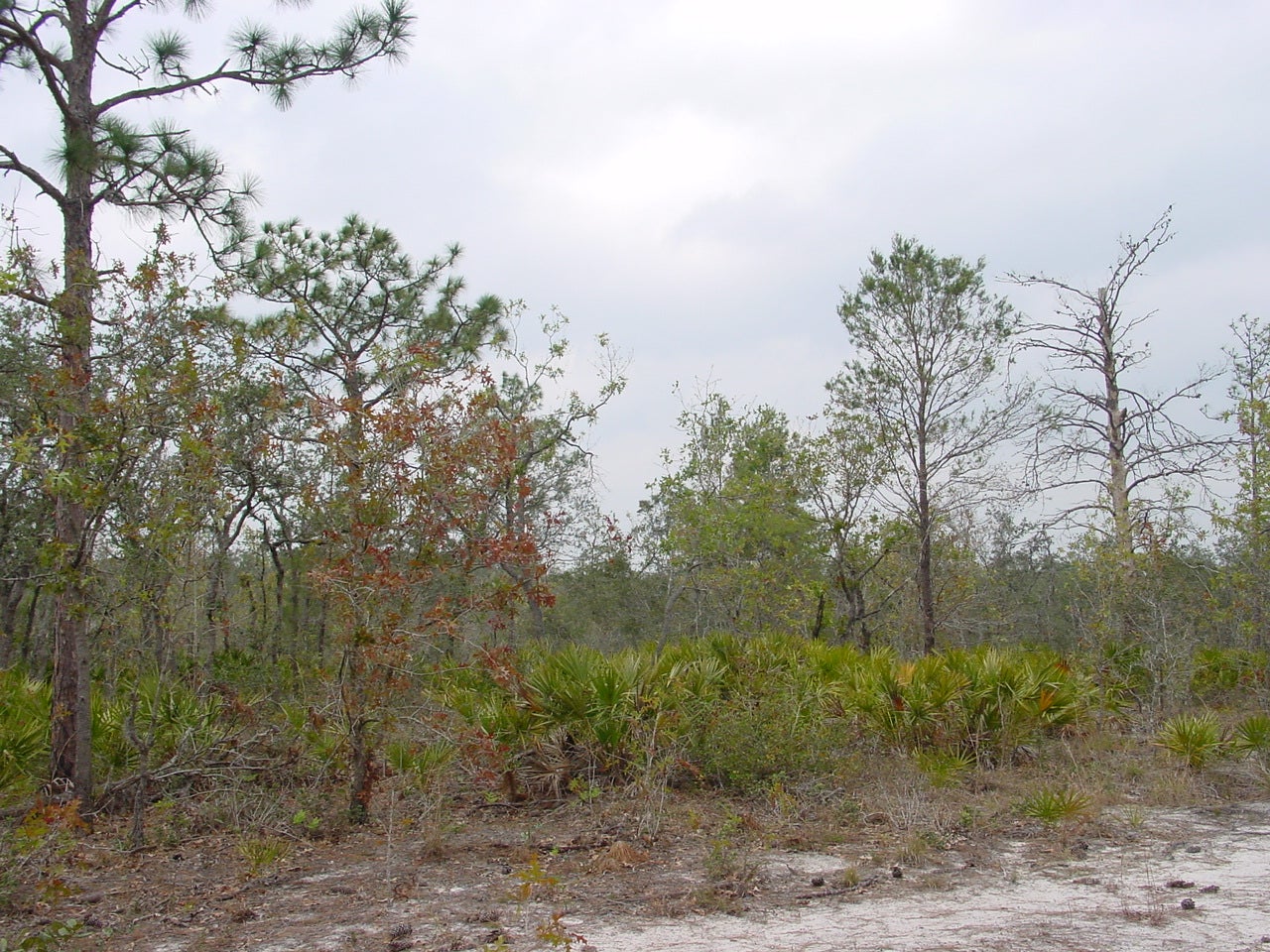 Sandhill habitat Catfish Creek