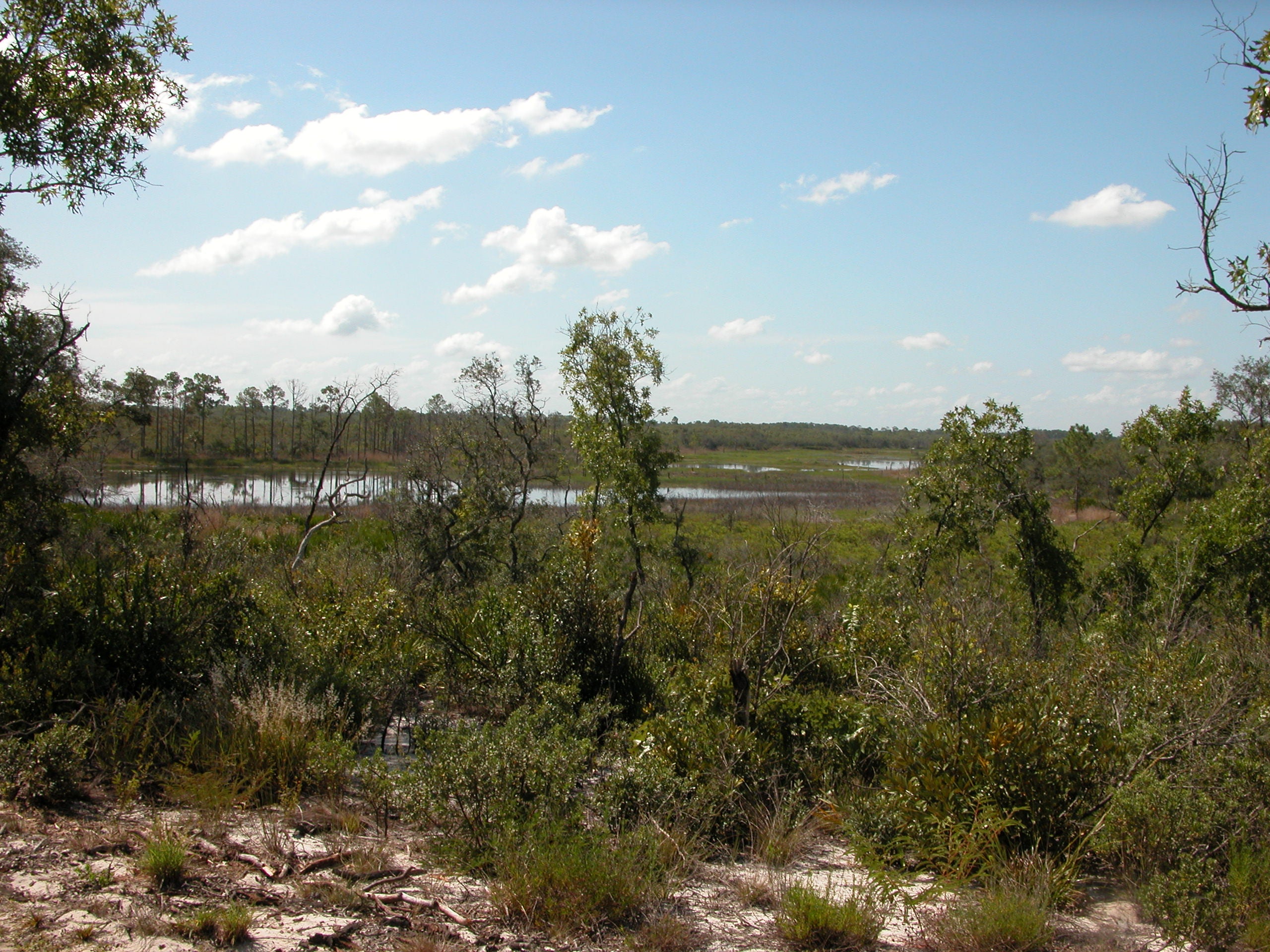 Catfish Creek Sandhill and ponds