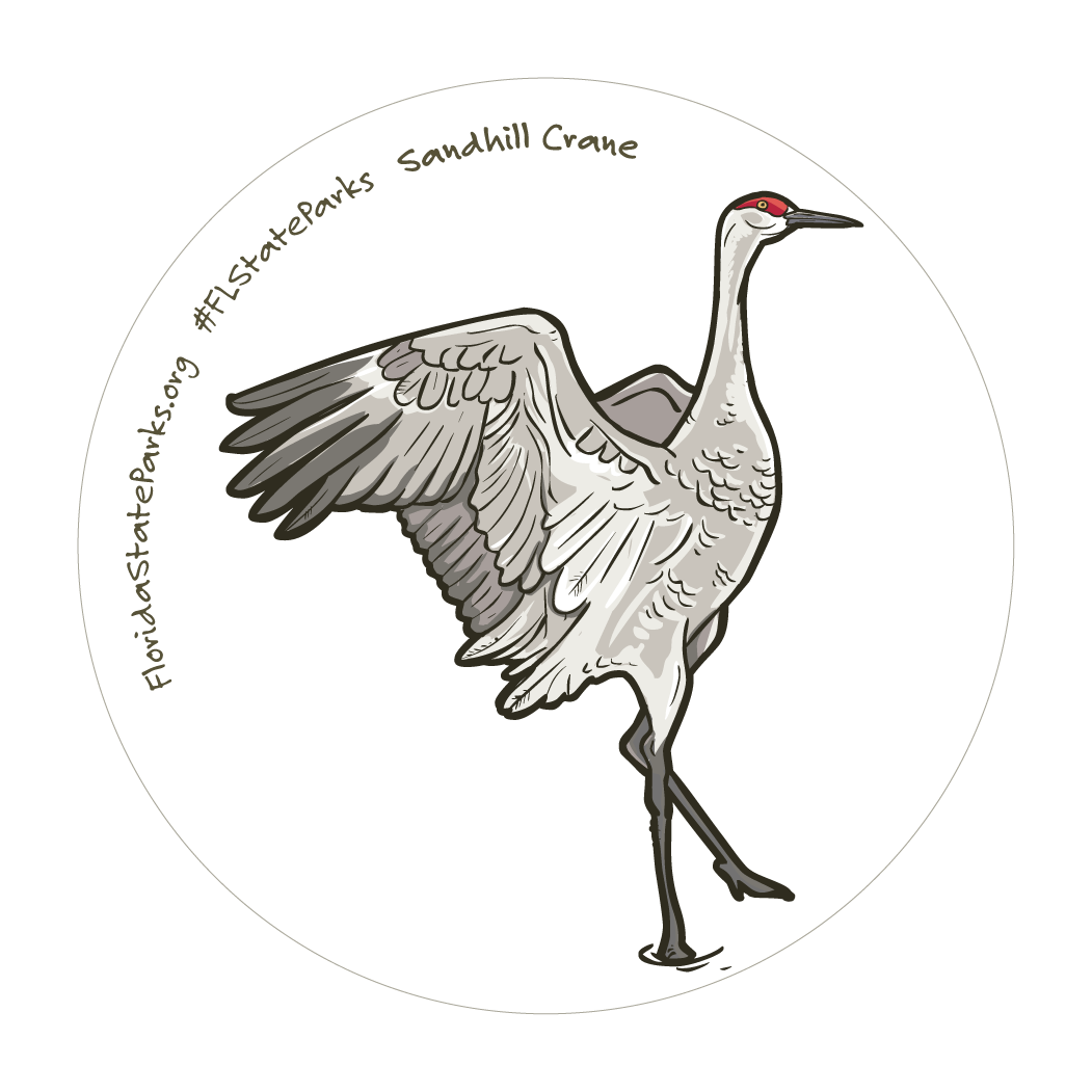 Sandhill Crane