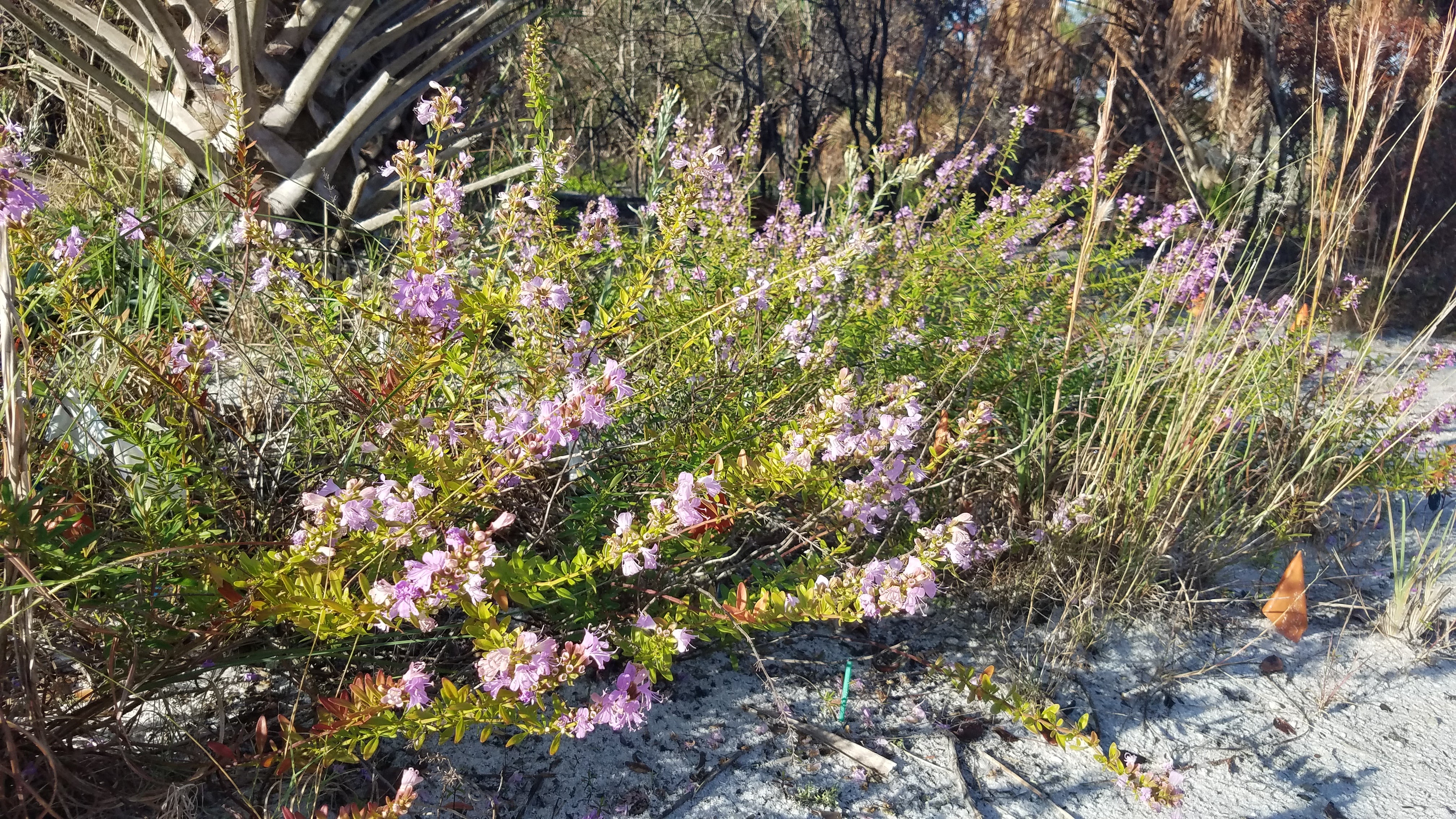 A healthy and mature Savannas mint plant.