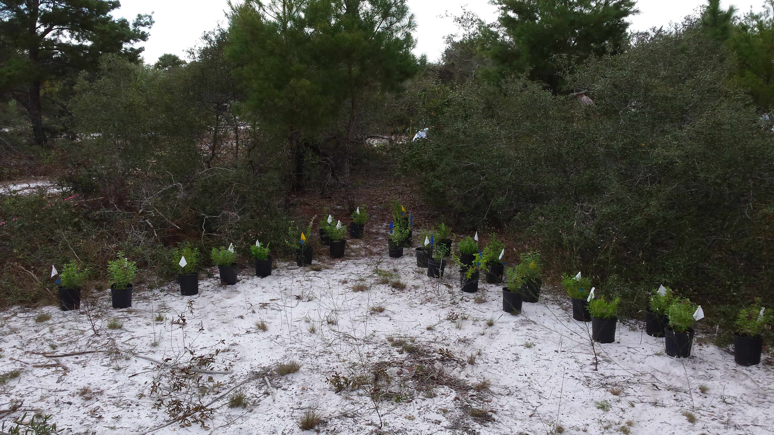 Preparing to plant the Savannas mint at the park.