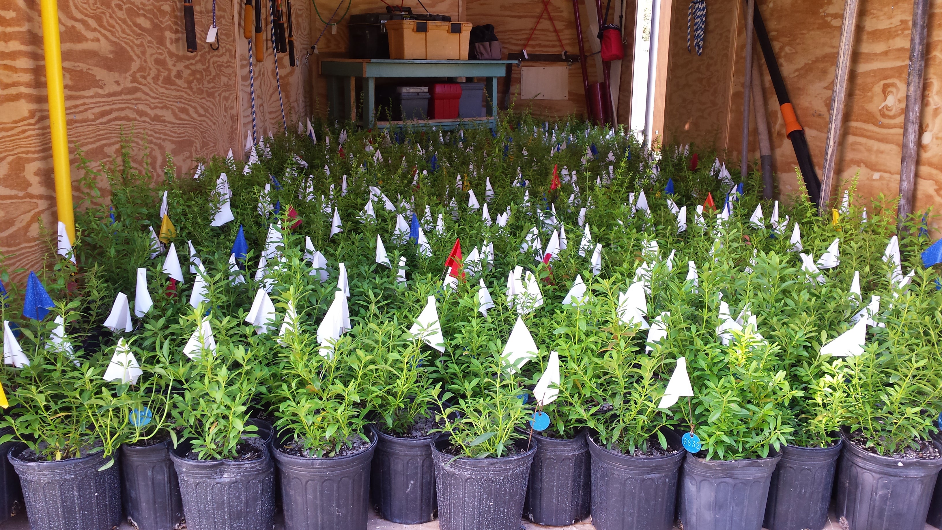 Potted plants being transported from the nursery to the park.