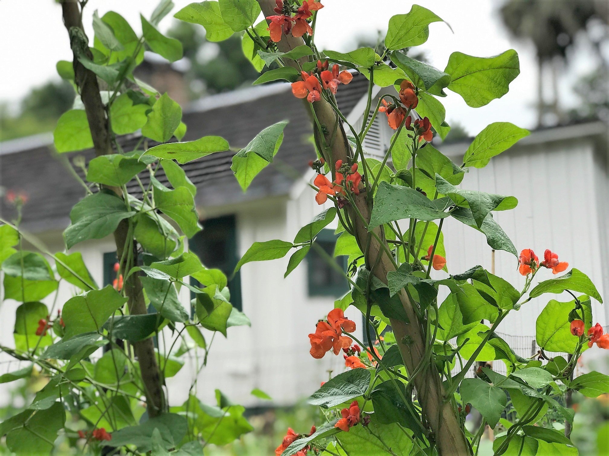 Scarlet Runner Bean