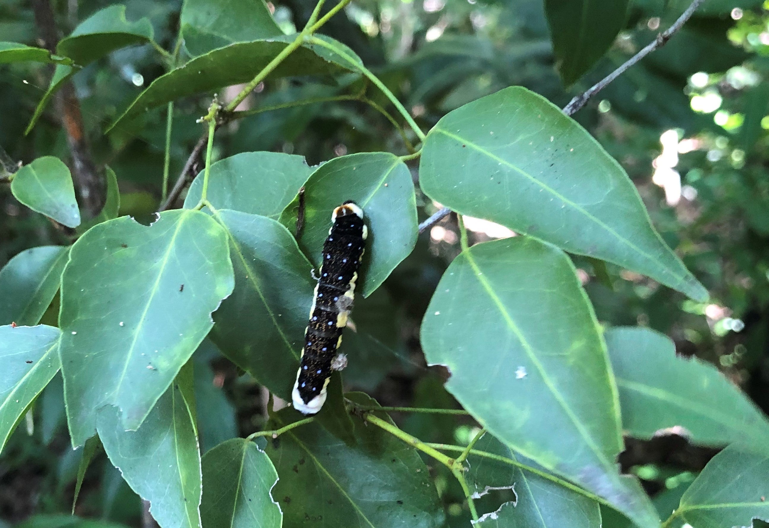 A schaus swallowtail caterpiller with blue markings