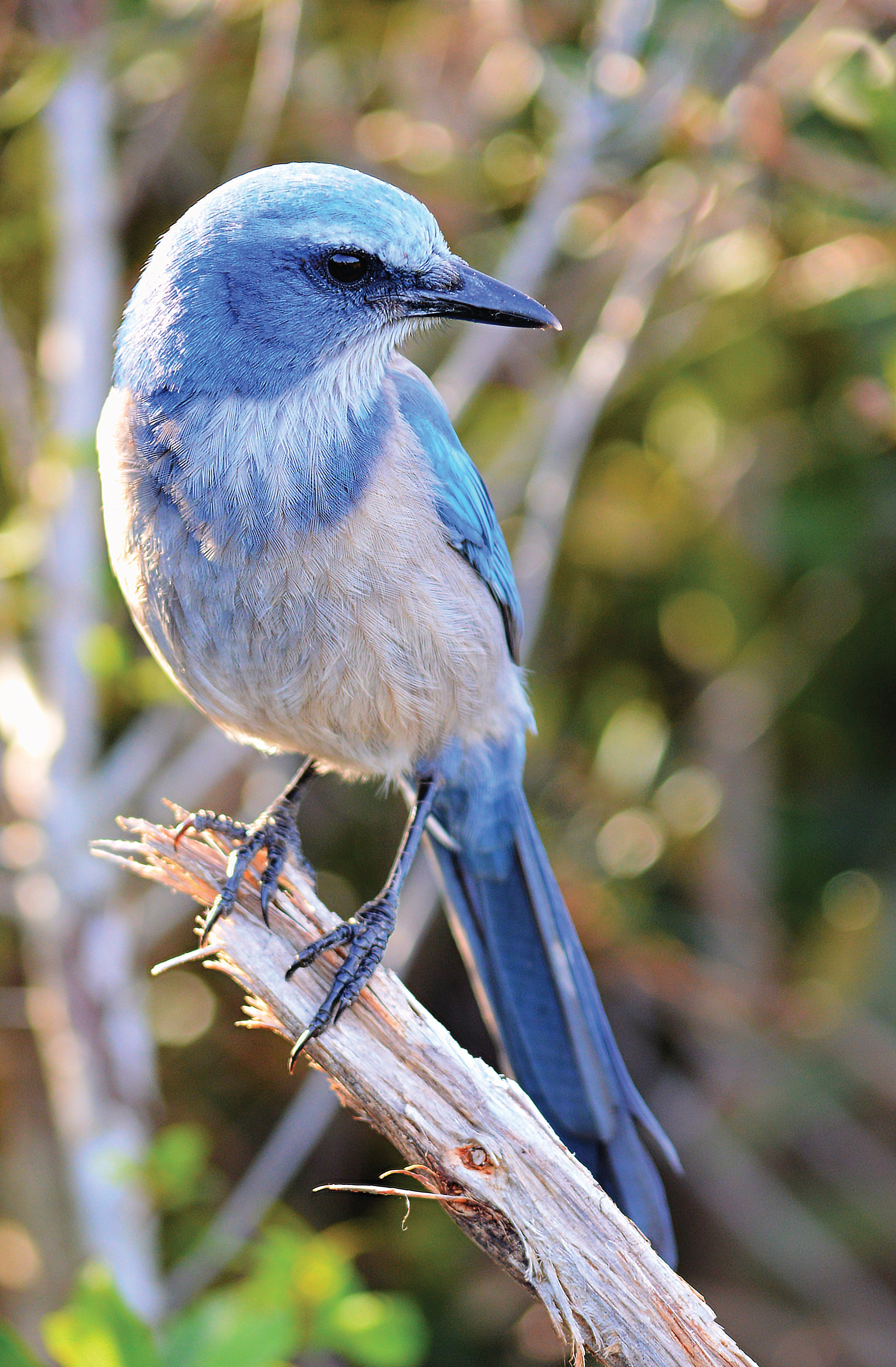 Florida Scrub Jay