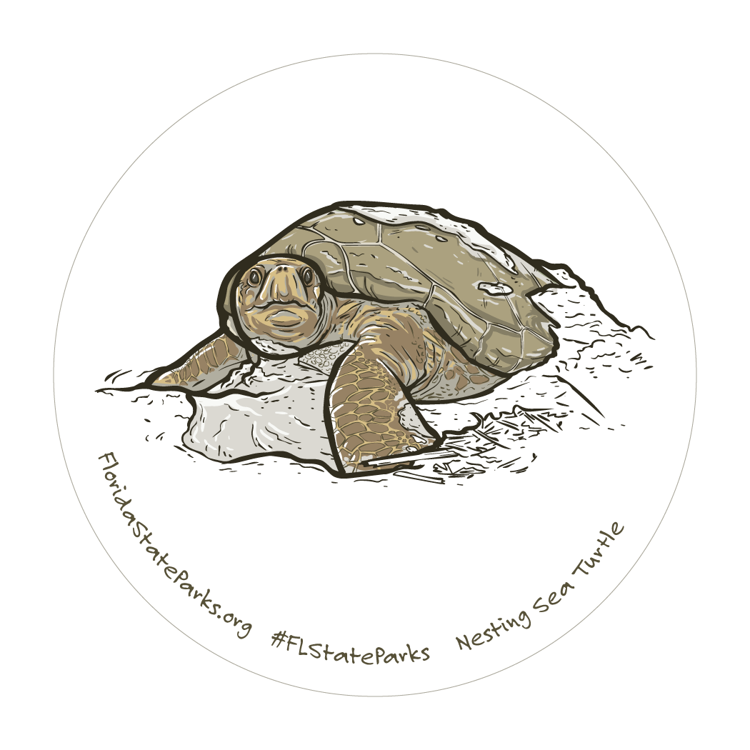 Loggerhead Sea Turtle 