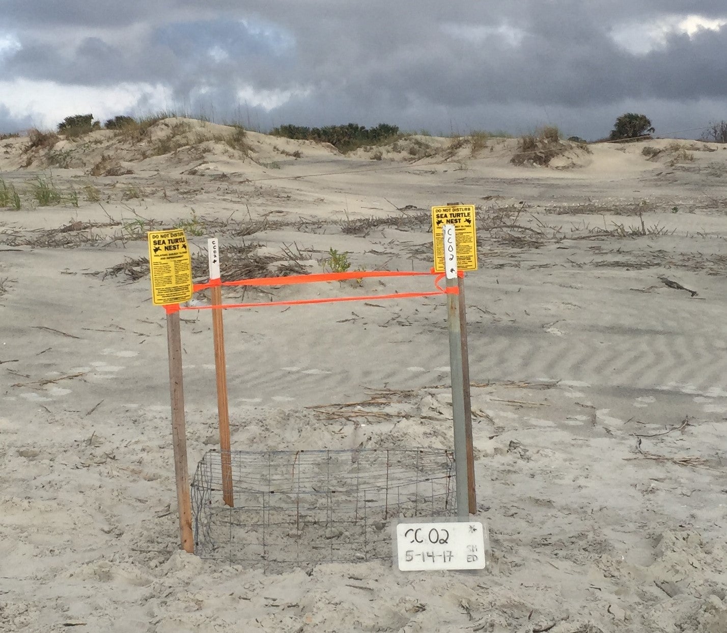 Sea turtle nest with protective cage.